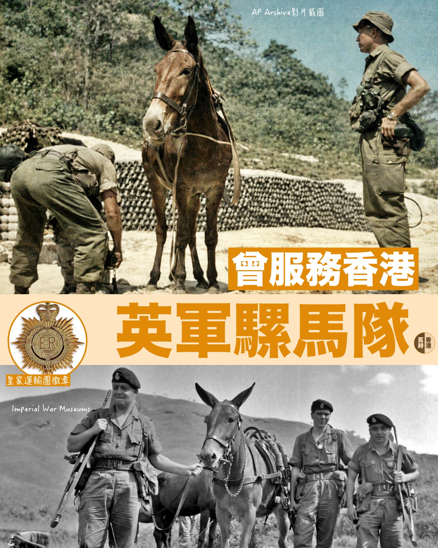 舊時香港 - 【曾服務香港的英軍騾馬隊】 馬年，說一段馬和他們「親戚」——騾的故事。 戰後，皇家運輸團第二十九中隊騾馬隊被派駐香港，以馬與騾 ...
