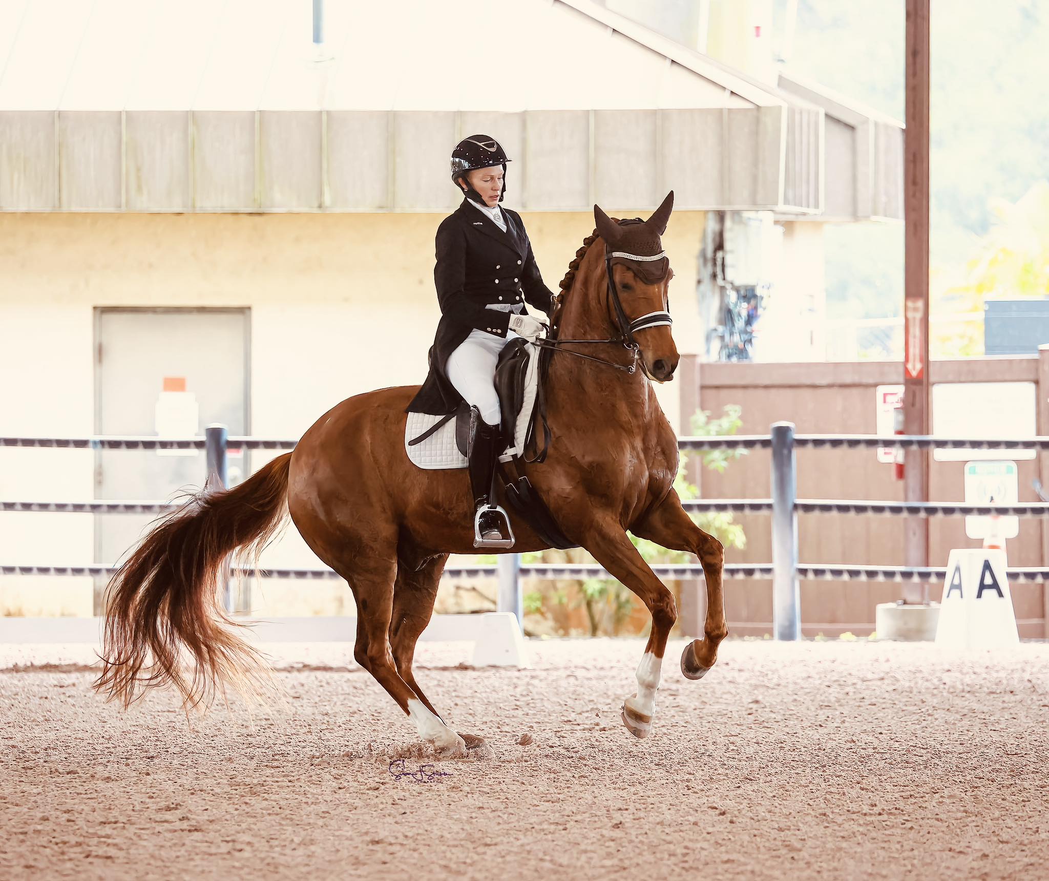 GDT Dressage INC. | Swedesboro NJ