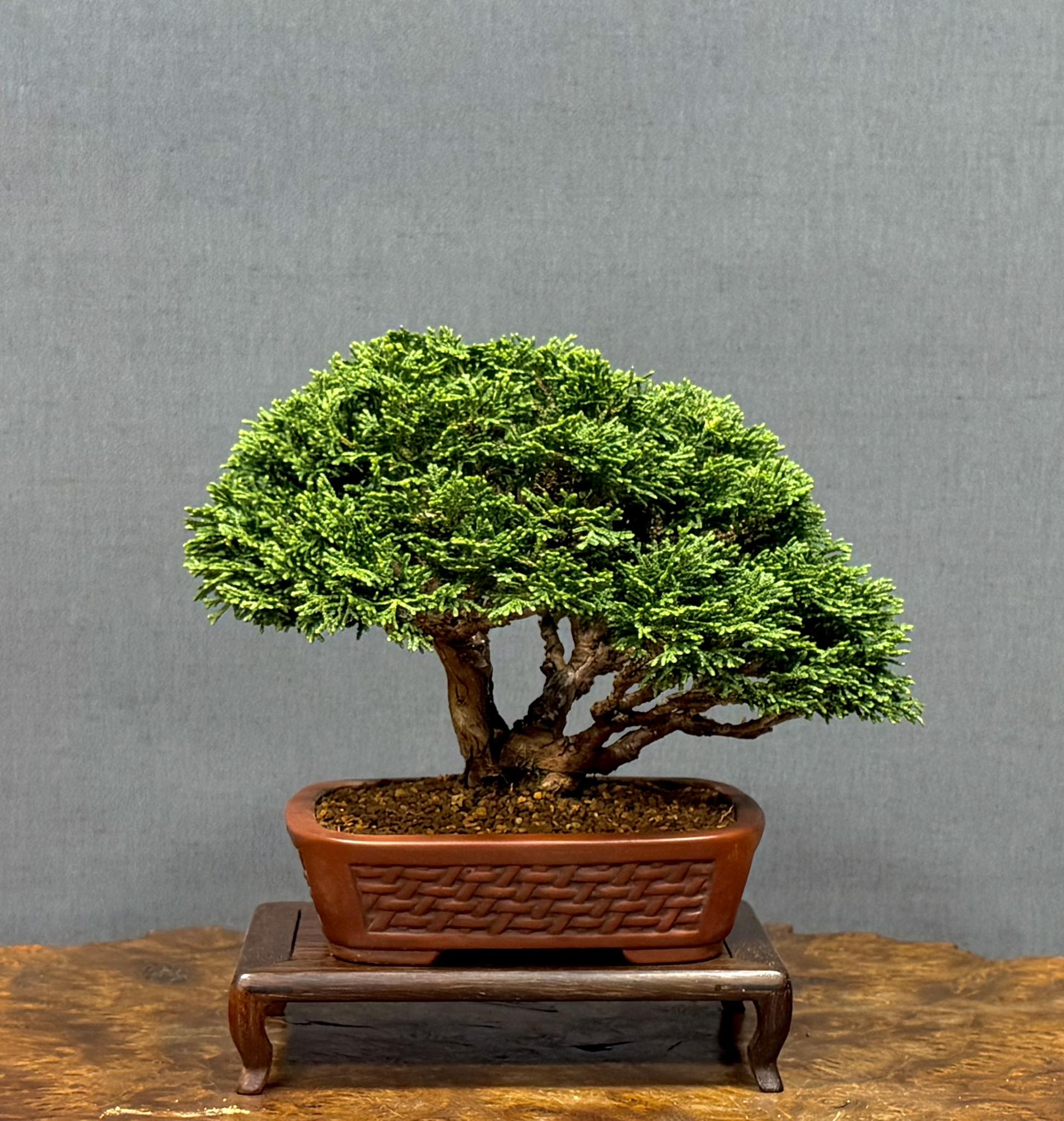🍀連山桧（Renzan hinoki）🍀 お手入れ✂️です♪12㎝ #bonsai #盆栽