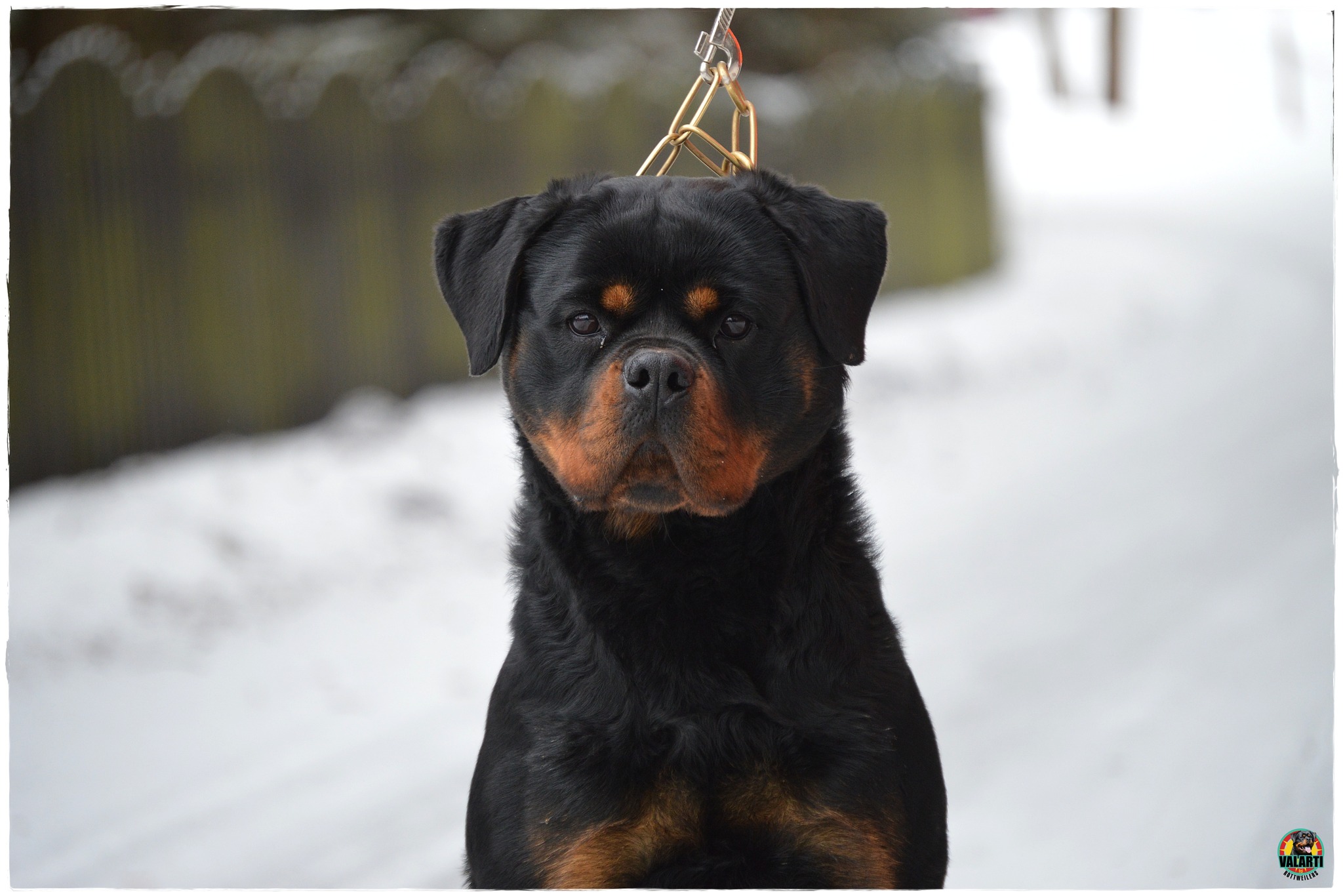 Valarti FCI Rottweiler Kennel | Smyków