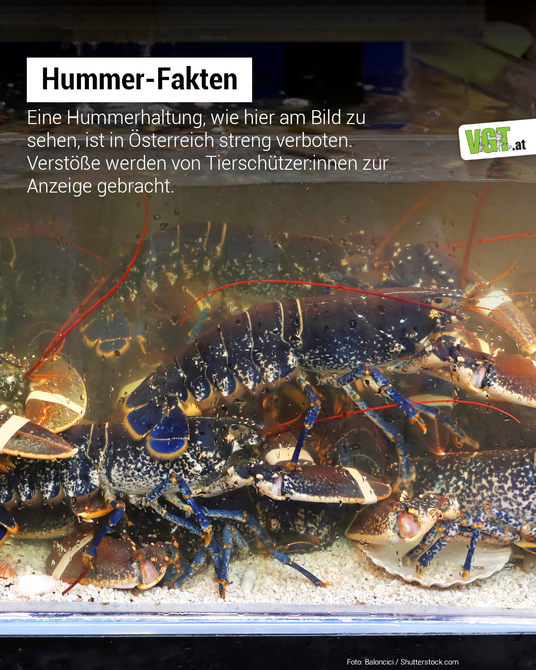 VGT Austria - 🦞👉 HUMMER-FAKTEN! 👆 2010 gab es ein... | Facebook