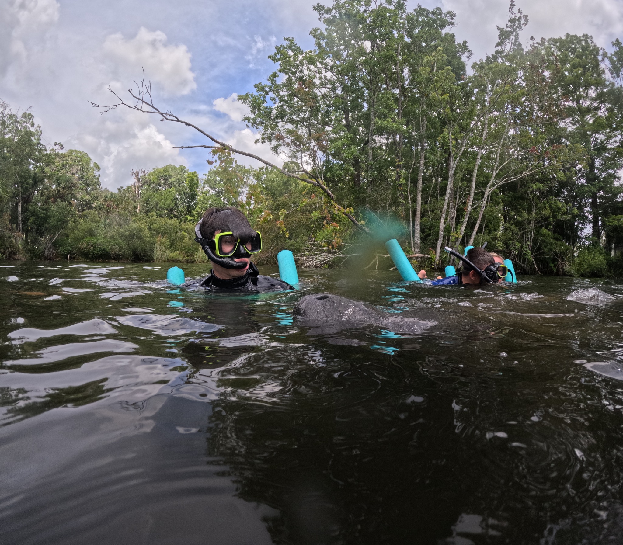 SeaDaddys - Manatees noses may be small but they have an impressive use ...
