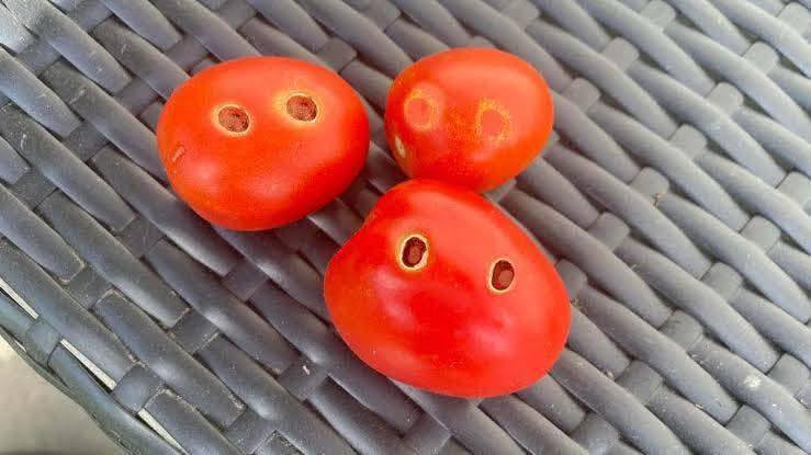 Anytime you see two holes in your tomato🍅 like this, be careful