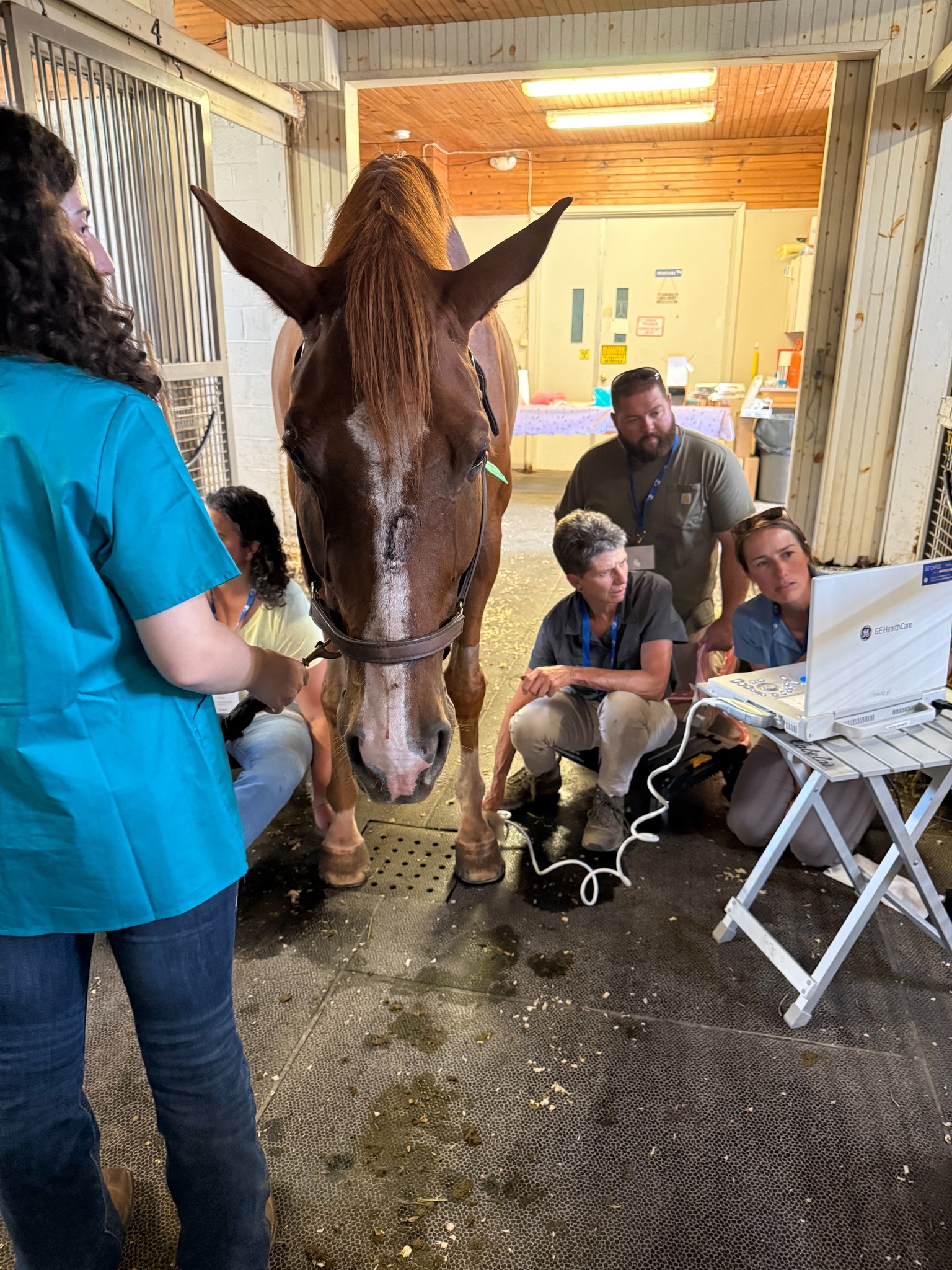 American Association of Equine Practitioners - With winter temperatures ...