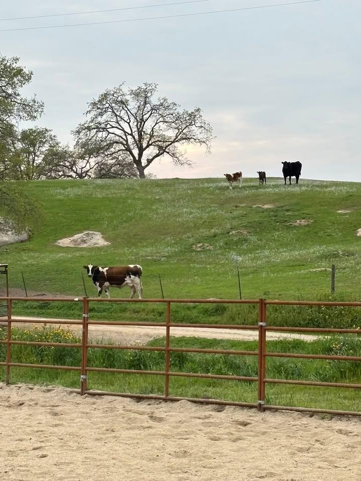G Ranch