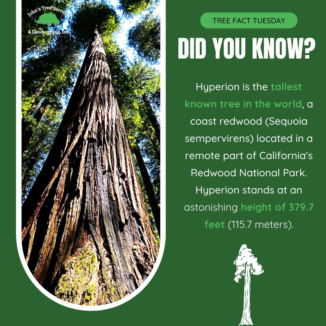 Johns - 🌲 #TreeFactTuesday 🌲 Did you know that Hyperion, the tallest ...