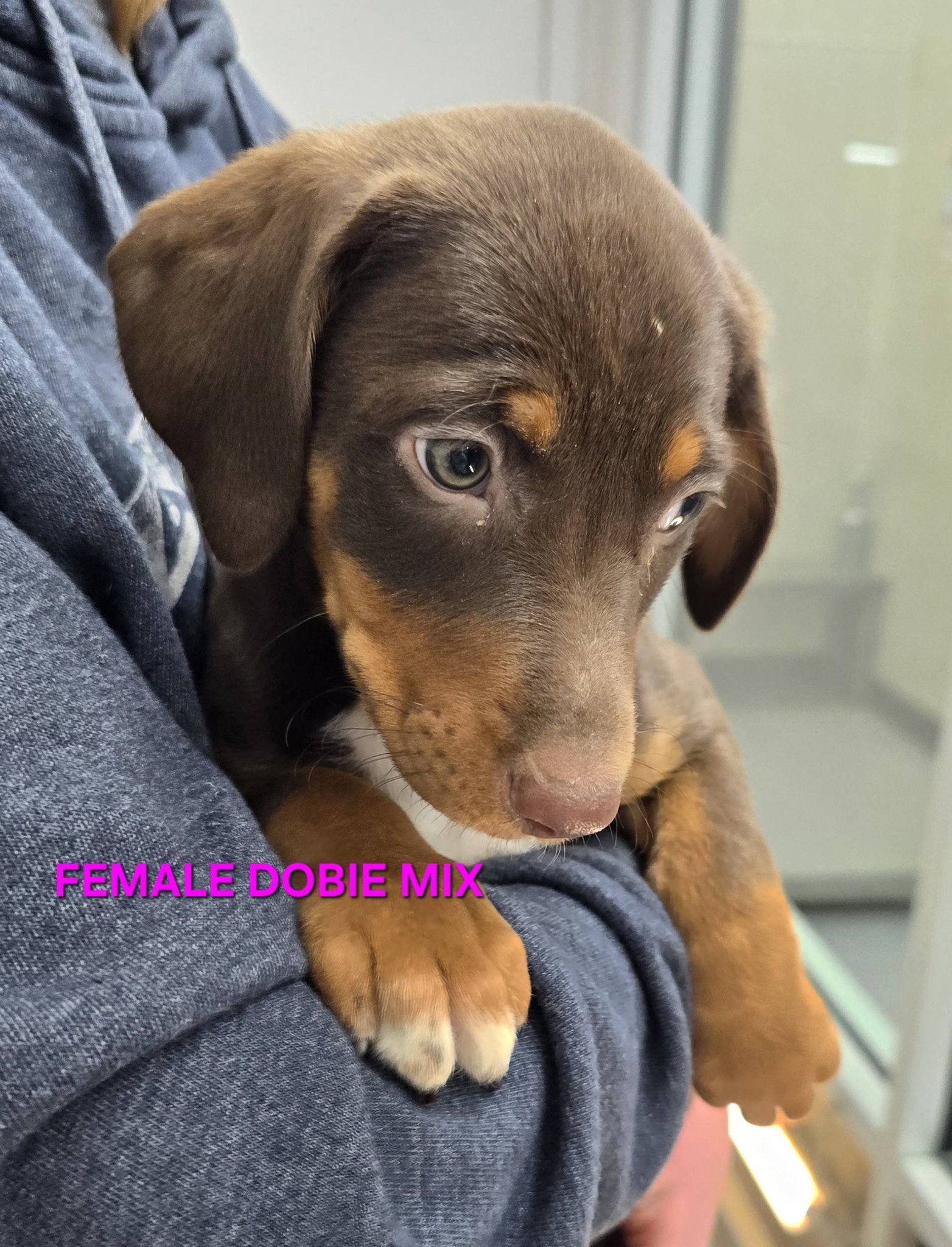Pets Plus | Lubbock TX