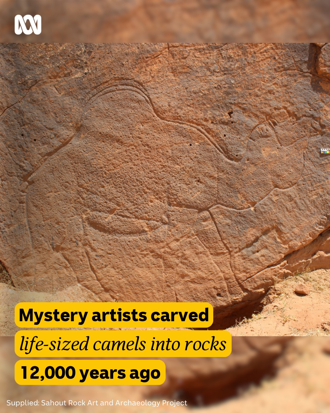 Dozens of life-sized rock engravings of camels and other desert