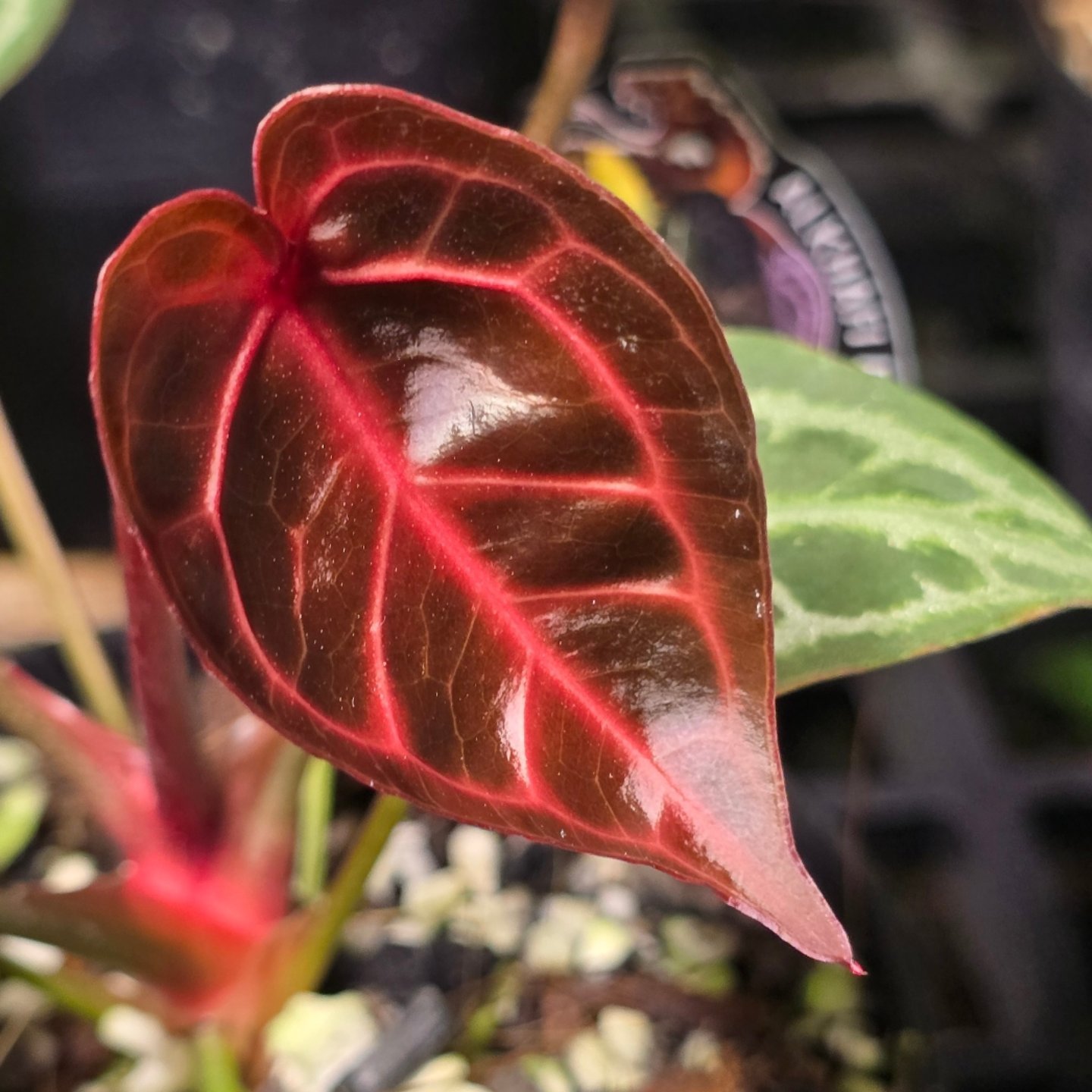 anthurium michelle x anthurium red tiger #vptropicalplants