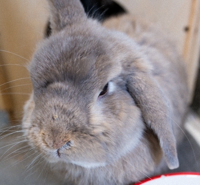 MSPCA-Angell - Adoption fee waived Feb 13–15 as part of the WORTH THE ...