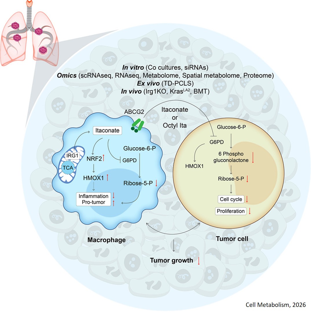 テキスト Mechanism of itaconate mediated tumor suppression The researchers
