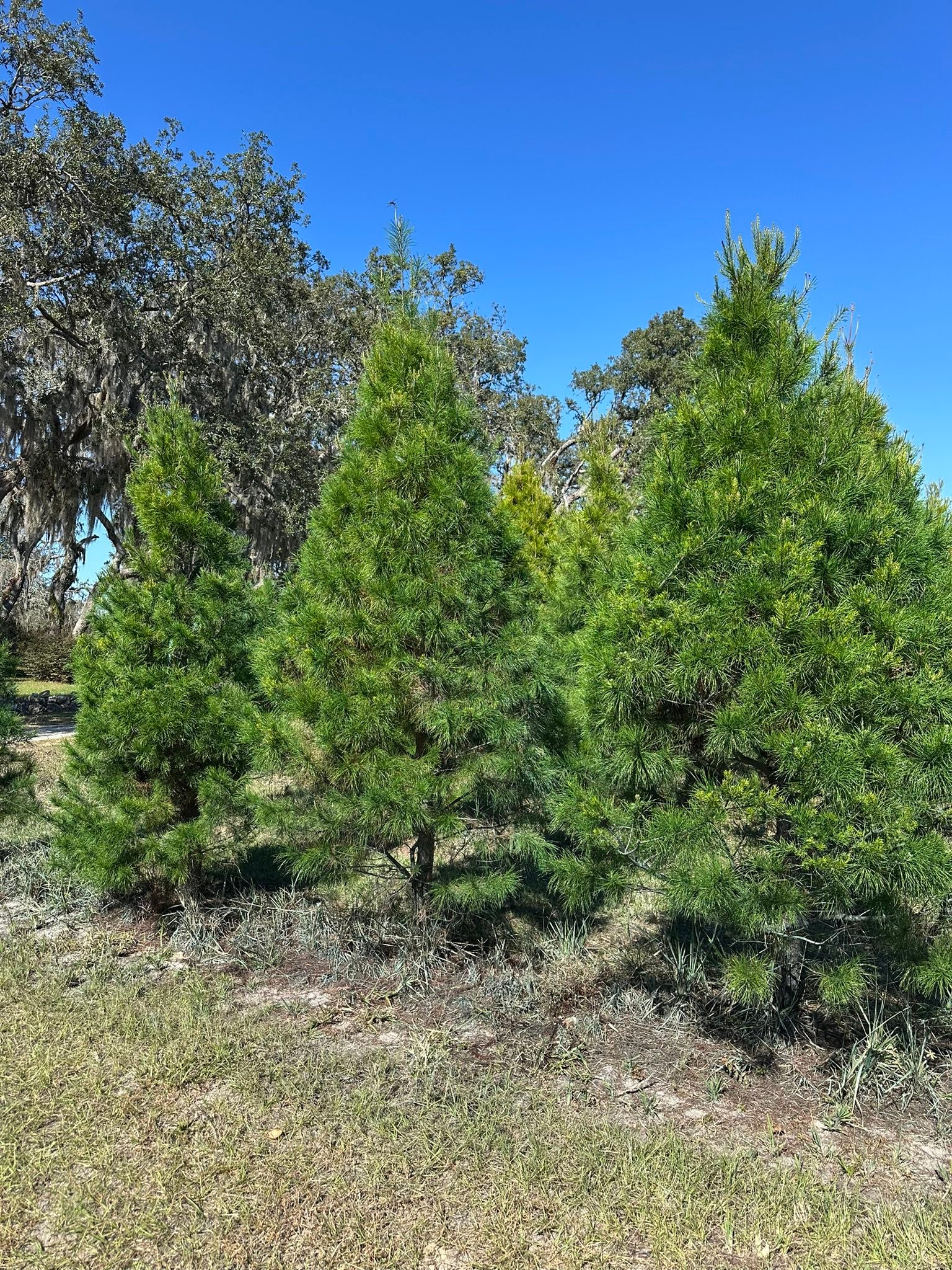 Ergle Christmas Tree Farm | Dade City FL