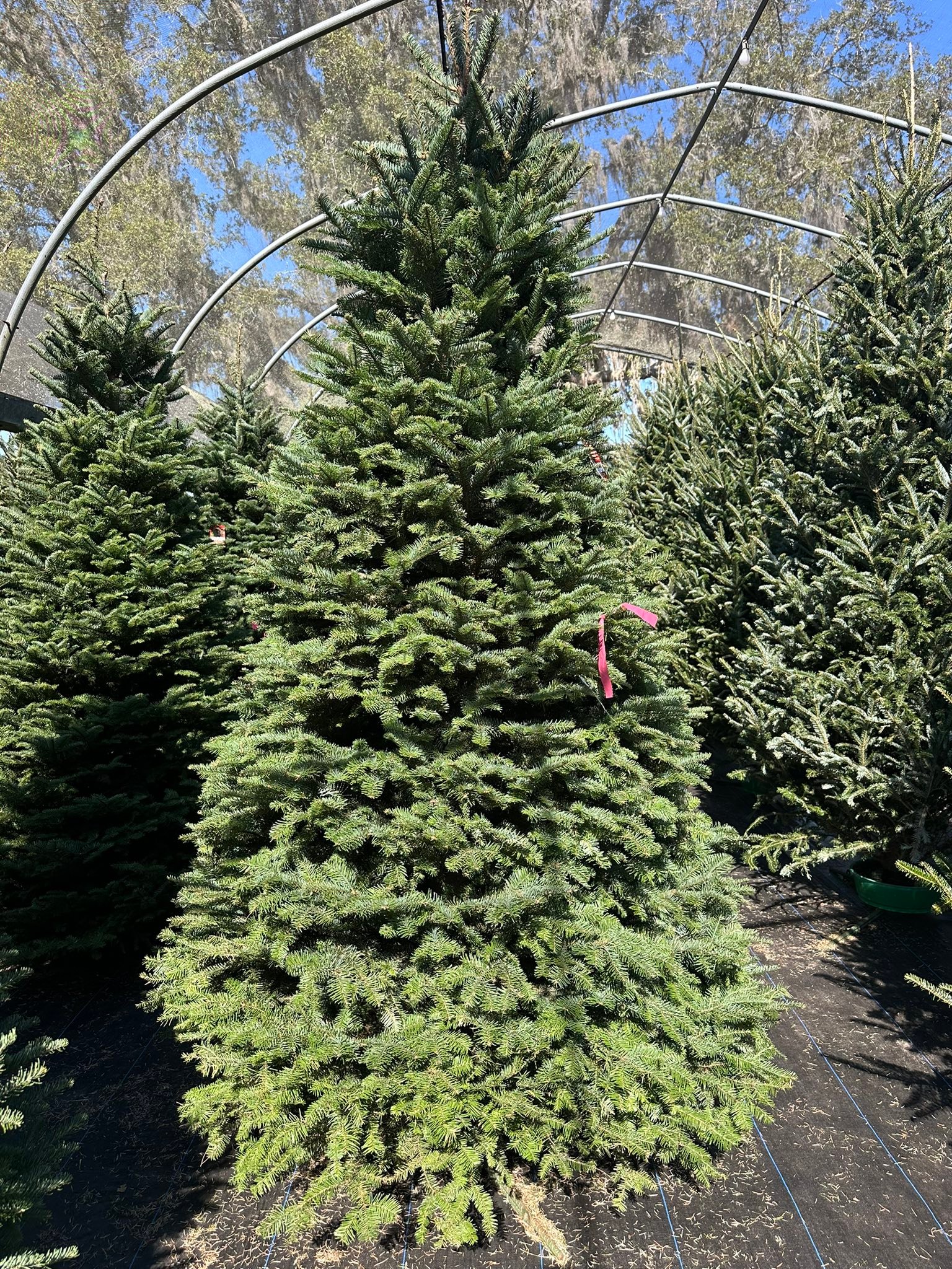 Ergle Christmas Tree Farm | Dade City FL