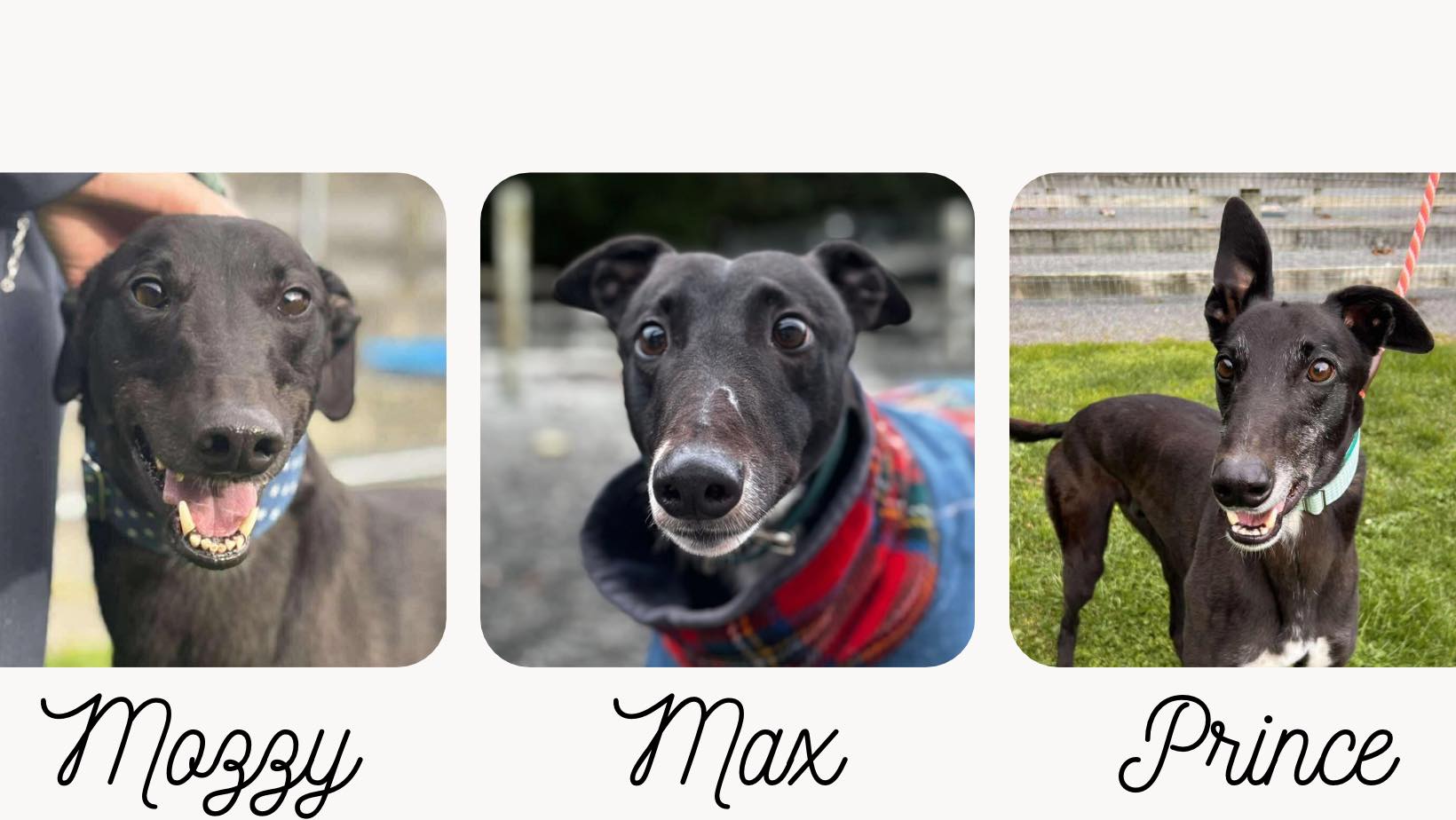 Curated visual reference: Fresh Look at Mainly Dogs