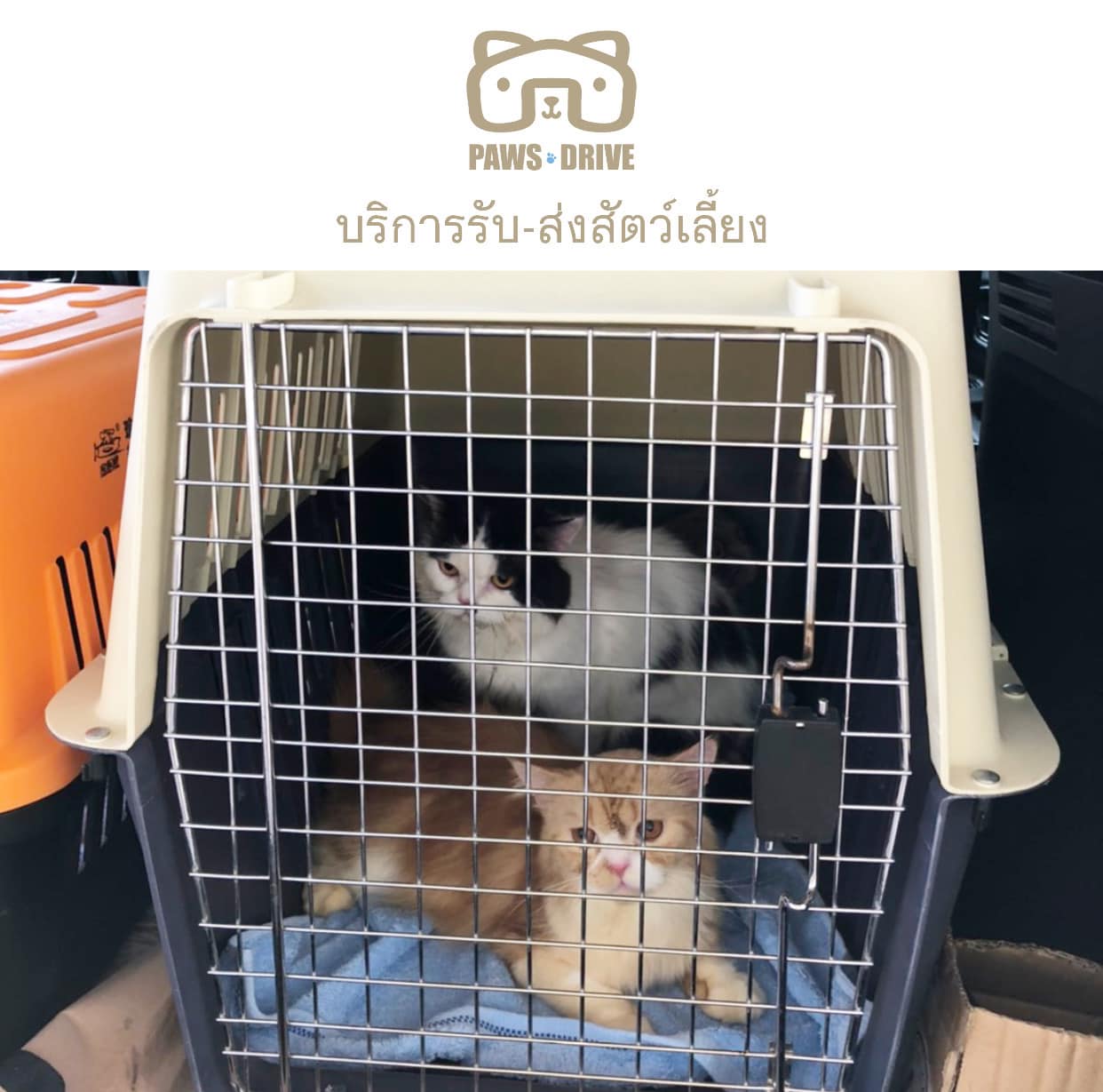 PAWS DRIVE - Home