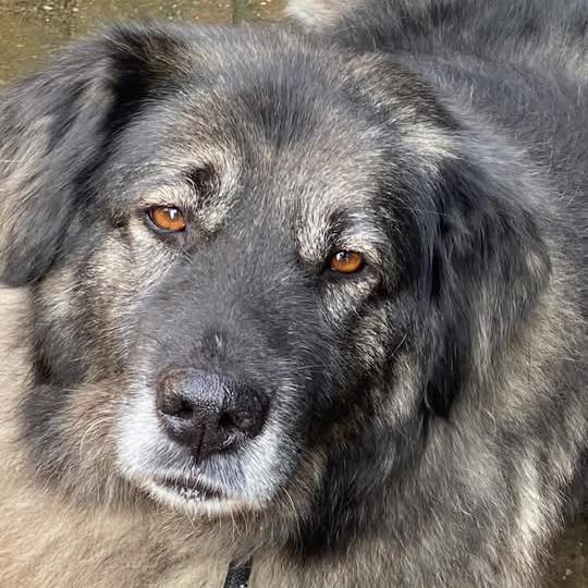 You don't have to be a vet to save a dog's life. When you give £3, you ...
