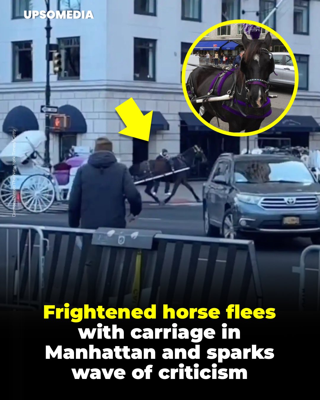 The Kiwi - A horse harnessed to a tourist carriage was at the center of ...