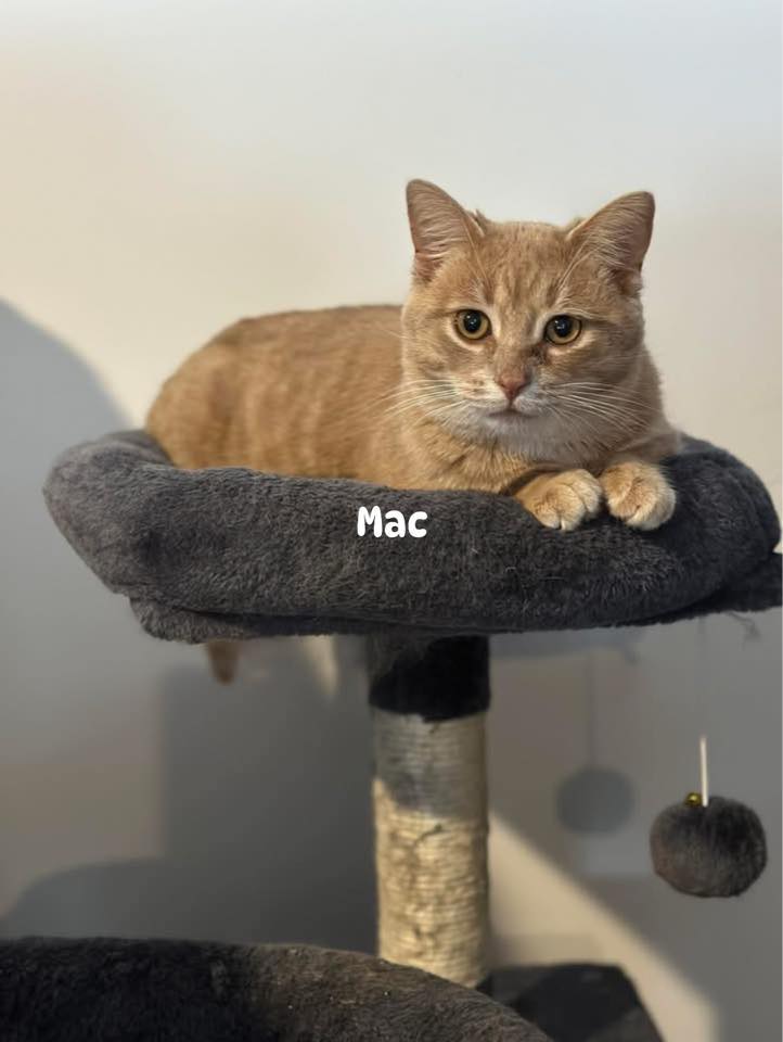 Fixing Our Felines... - Fixing Our Felines Manitowaning