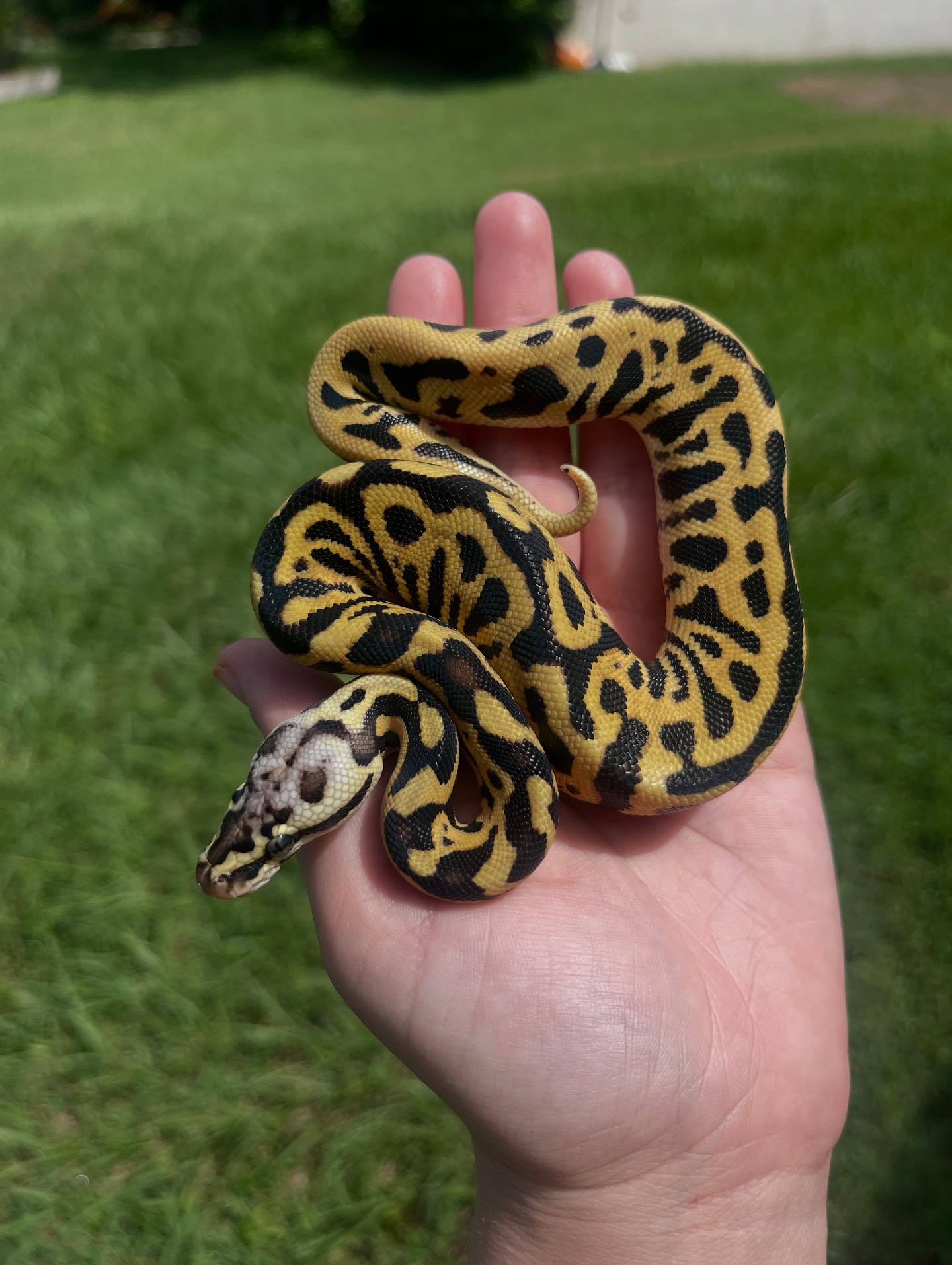 Ward's World of... - Ward's World of Reptile Propagation