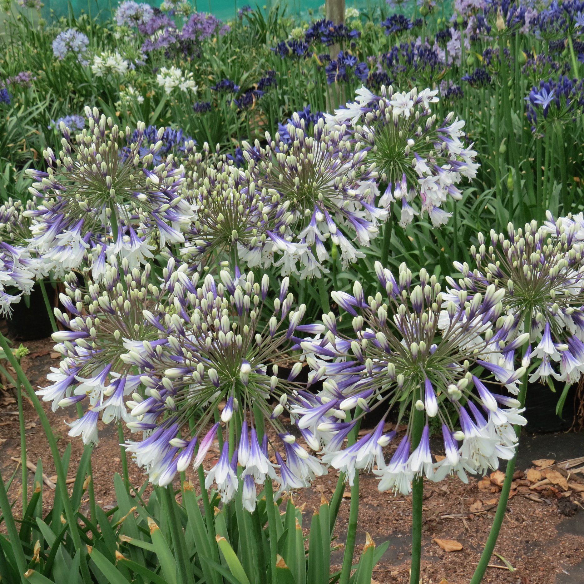 the-aloe-farm-agapanthus-fireworks-bred-by-andy-de-wet-facebook