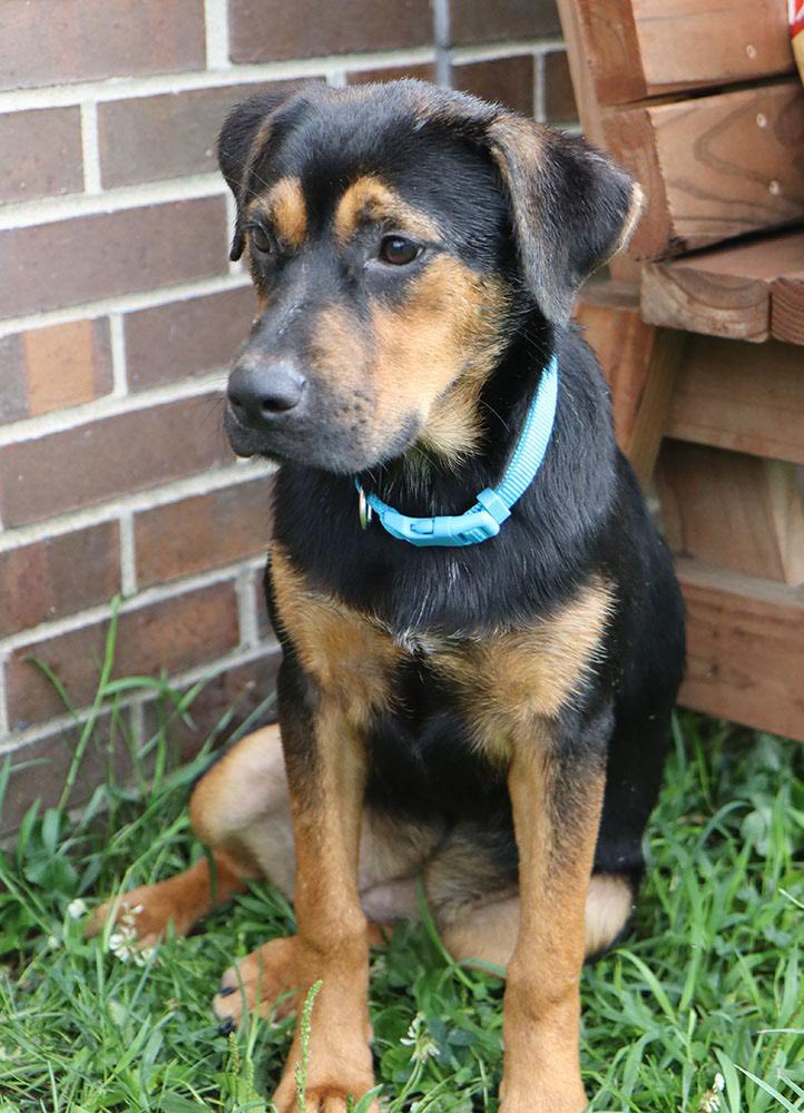 Friends - FAWN is a sweet and gentle Rottweiler mix puppy in need of ...
