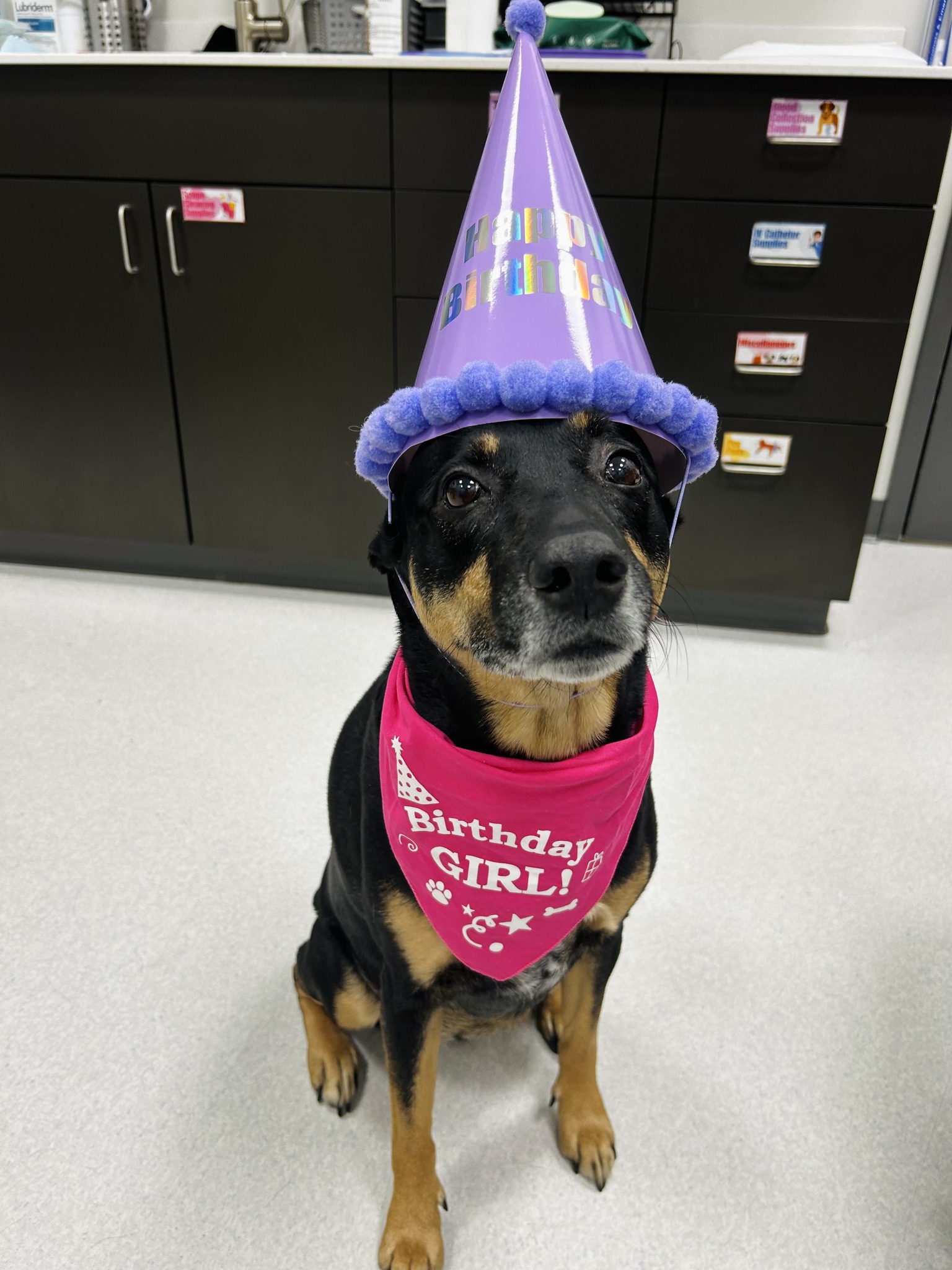 Pulse - 🎉🐾 Happy 9th Birthday to a beloved Pulse team member… KYRIE! 🐾🎉 ...