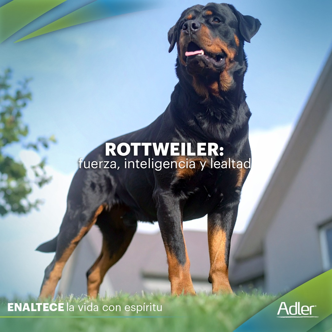 Coreca - 🐾 El majestuoso Rottweiler Conocido por su fuerza ...