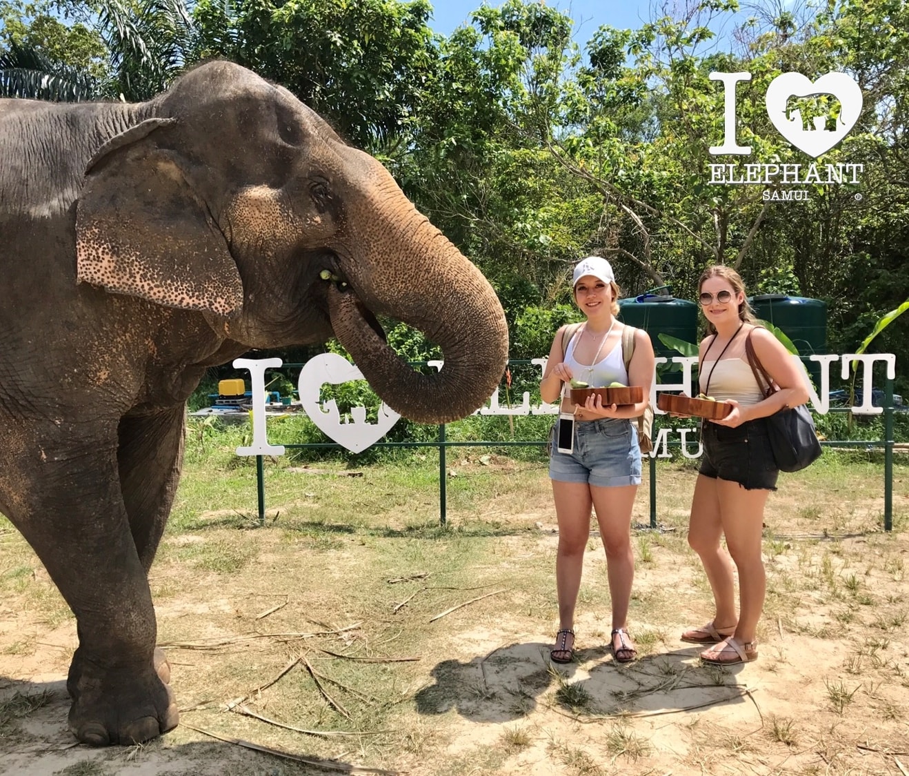 Get up close with elephants.🐘 ... - I Love Elephant Samui | Facebook