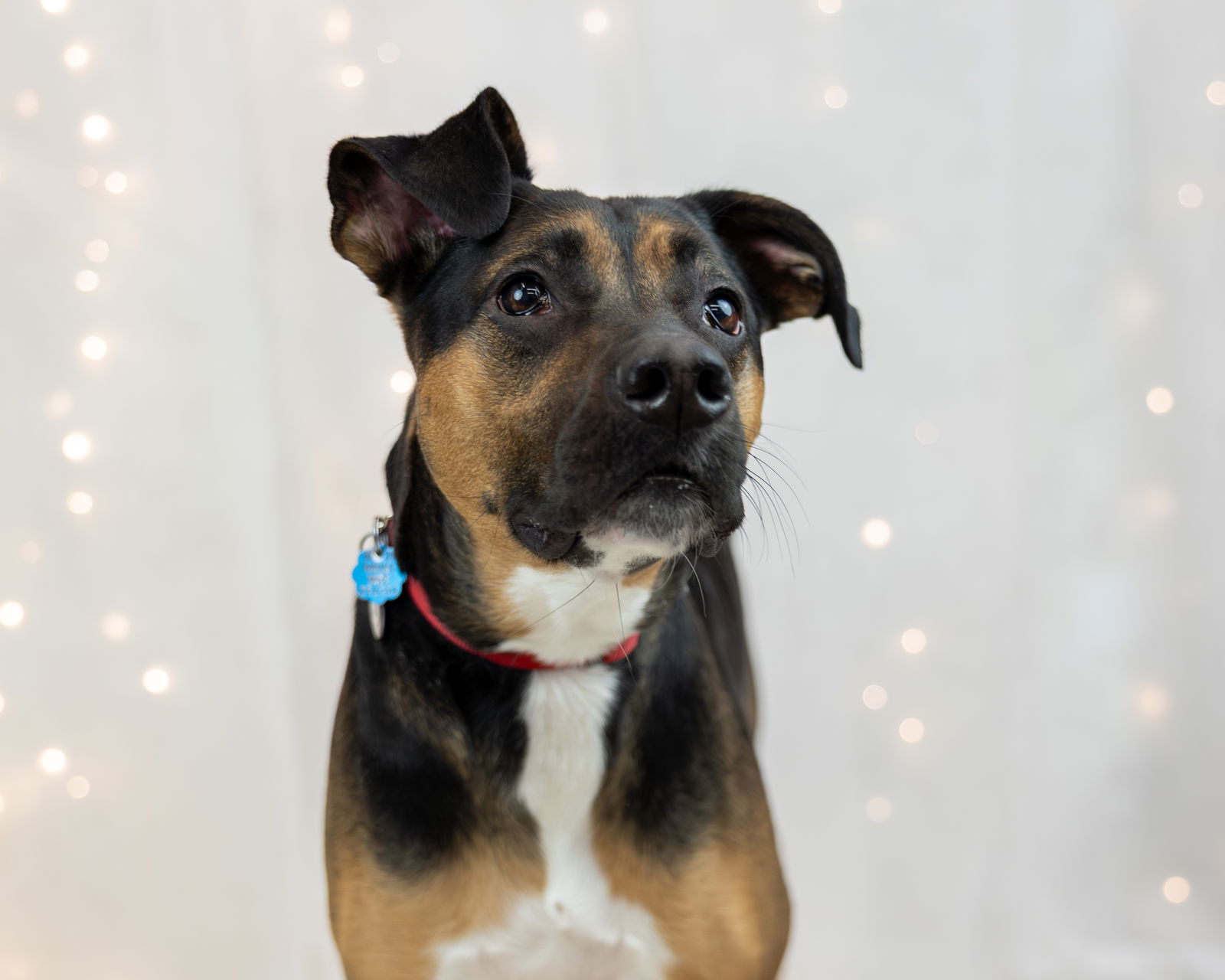Ruff - Meet Osaka, the pint-sized tornado with a bark big enough to ...