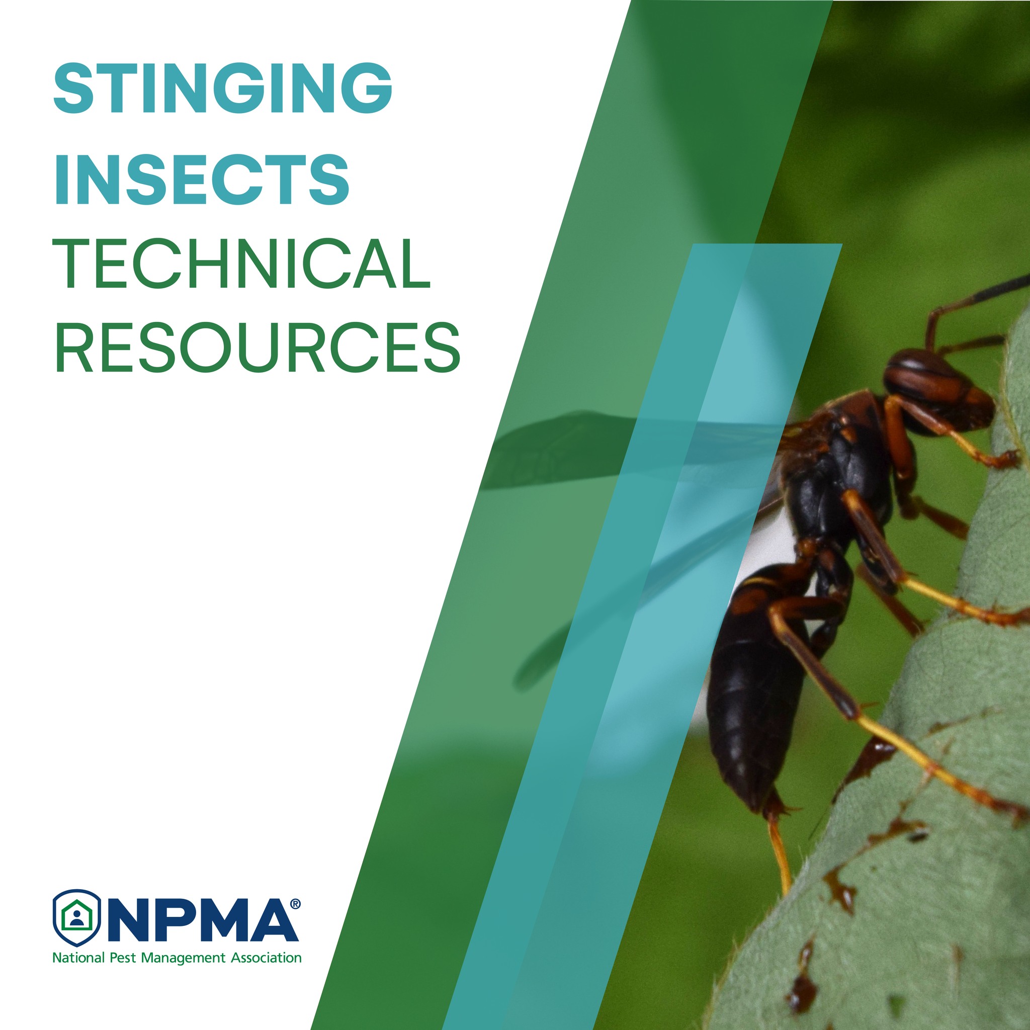 National - August is peak stinging insect season! NPMA provides ...
