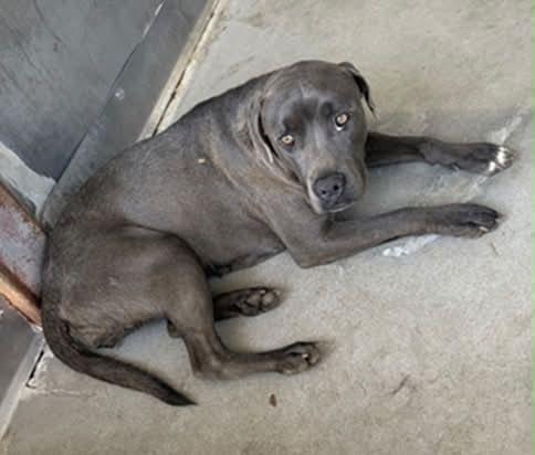 SALLY - ID #A848637 (available 8/9/26) **Came in w/ Gravy #A848638