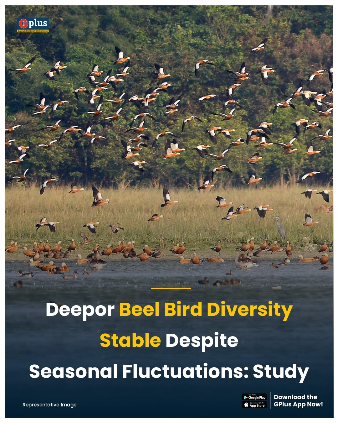 GPlus - NEWS | A four-year bird monitoring study at Deepor... | Facebook