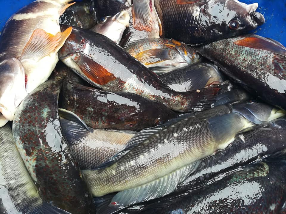 Bahia Salada Fish | Copiapó