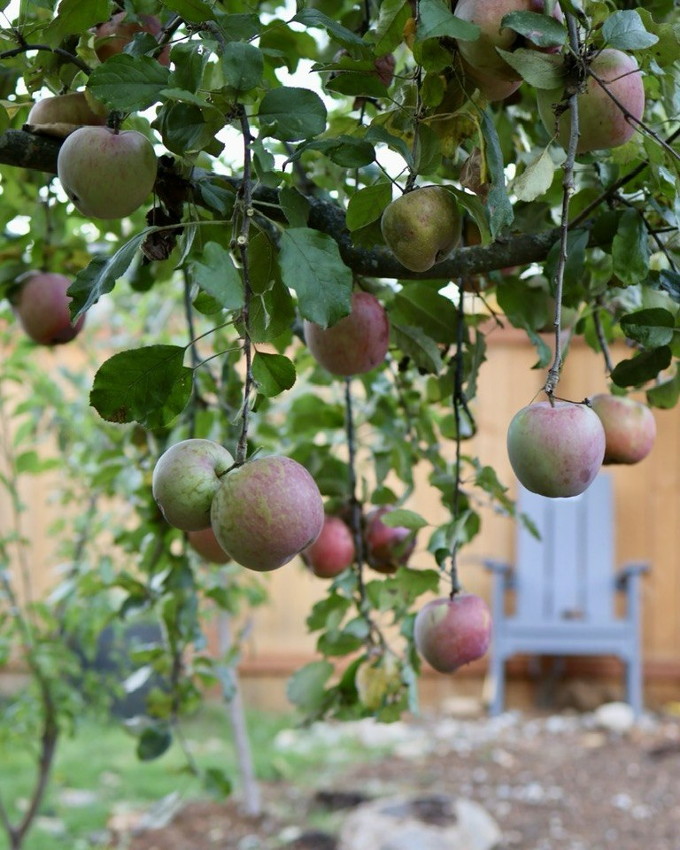 Learn - Love how these Fuji apples look like they're floating!🍎🍁💚 # ...