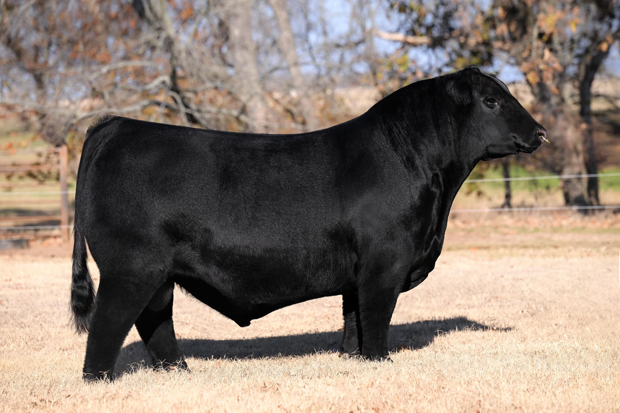 Conley - We are proud to introduce to you….LT Marquee 169L, AAA ...