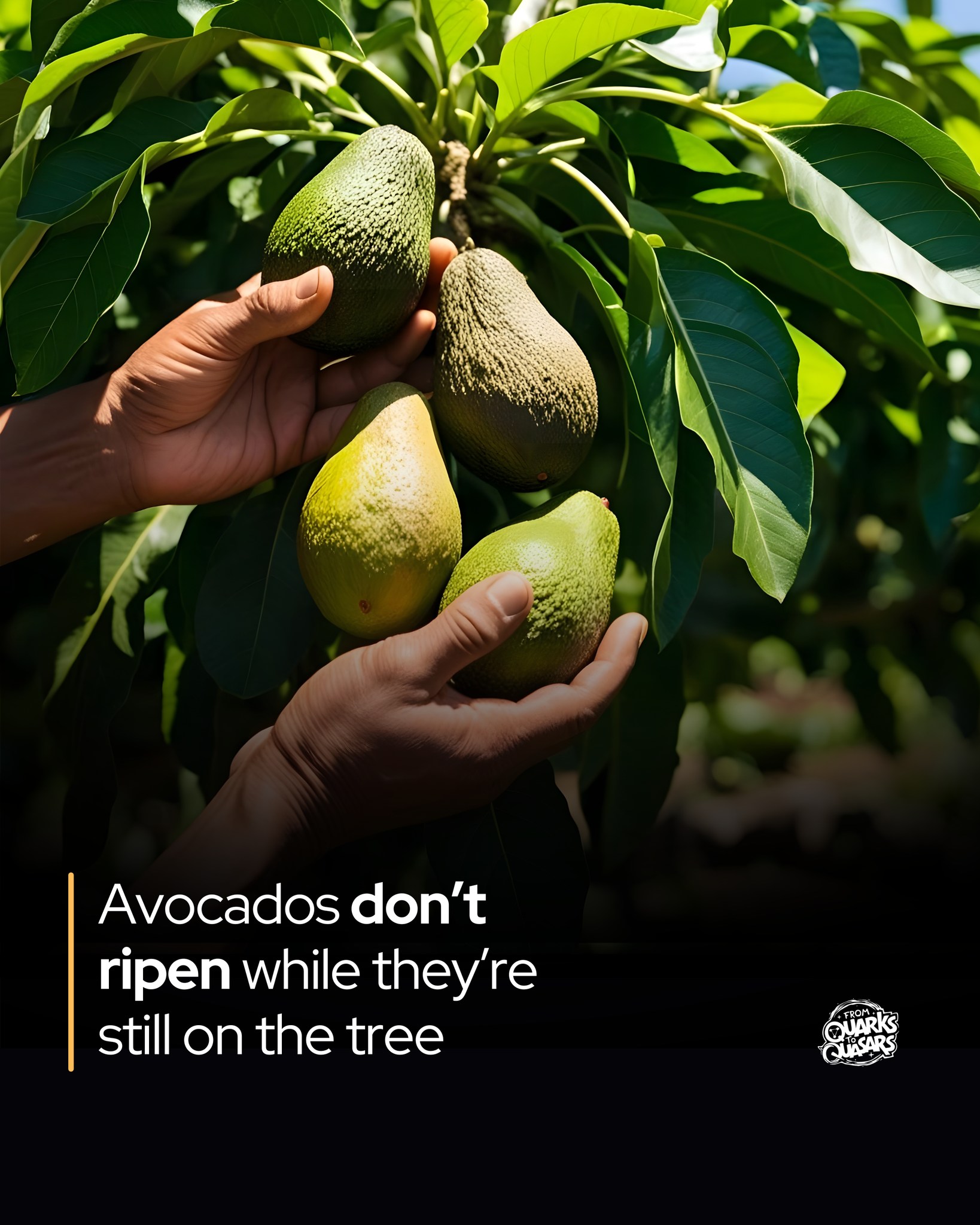 From - Avocados don’t ripen on the tree – by design. It’s one of the ...