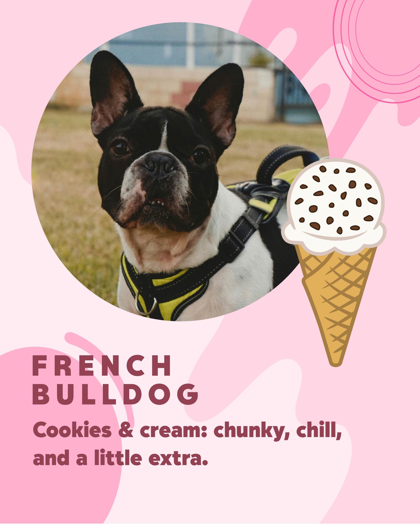 Sitemapcdatahttpswwwkedriinfofrench Bulldog Cookie Jarnull