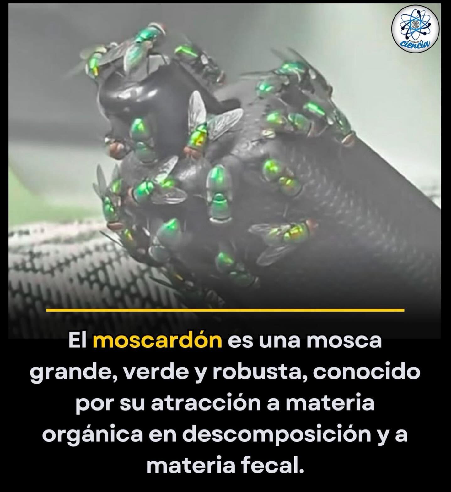 Decenas de moscardones, esas moscas... - Enséñame de Ciencia | Facebook