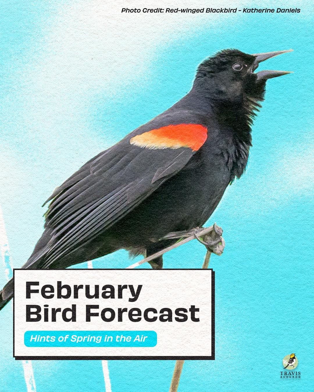 Travis Audubon - What to watch for in February: Hints of... | Facebook