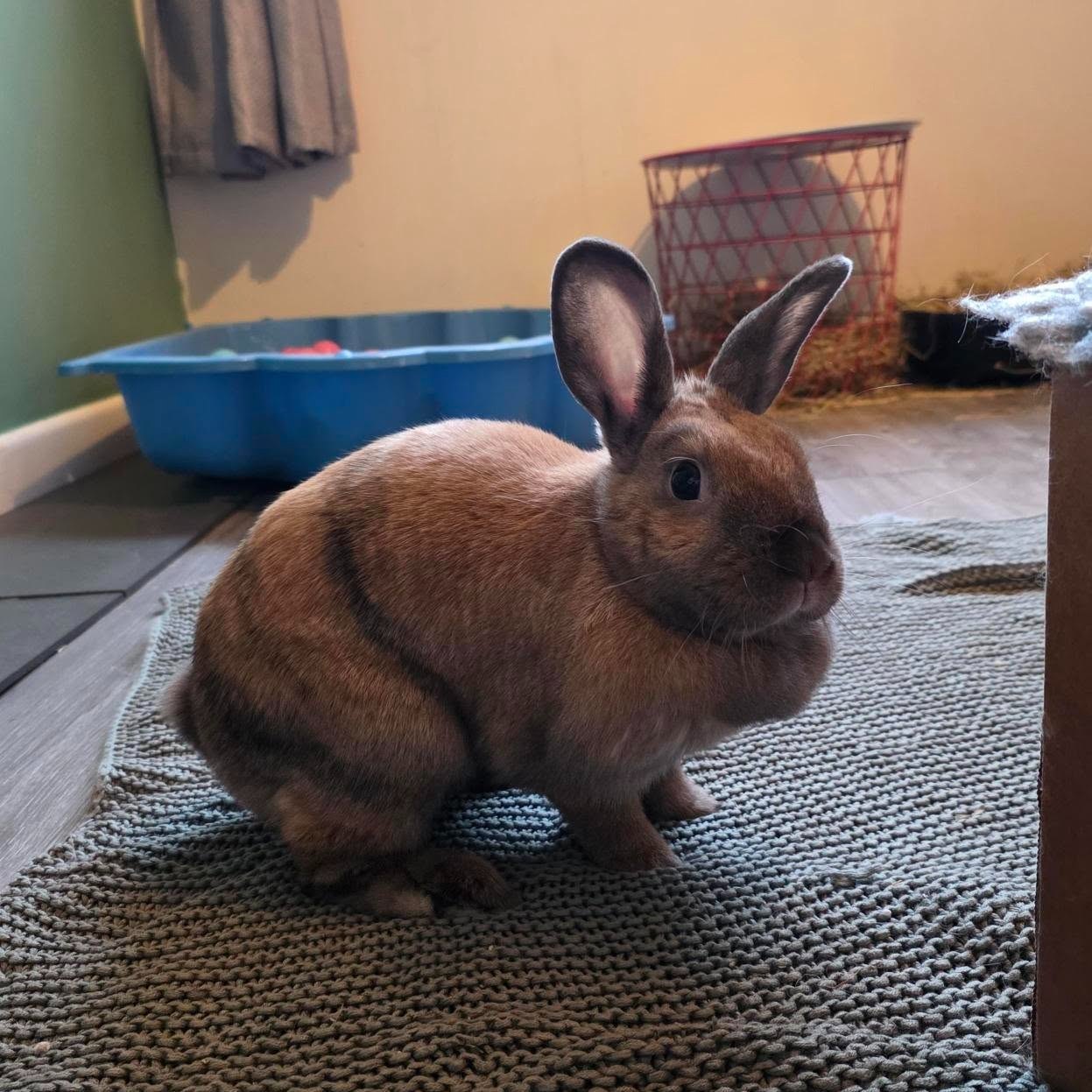 Beloved Rabbits - ROBIN'S STORY, AND WHY IT STILL MATTERS... | Facebook
