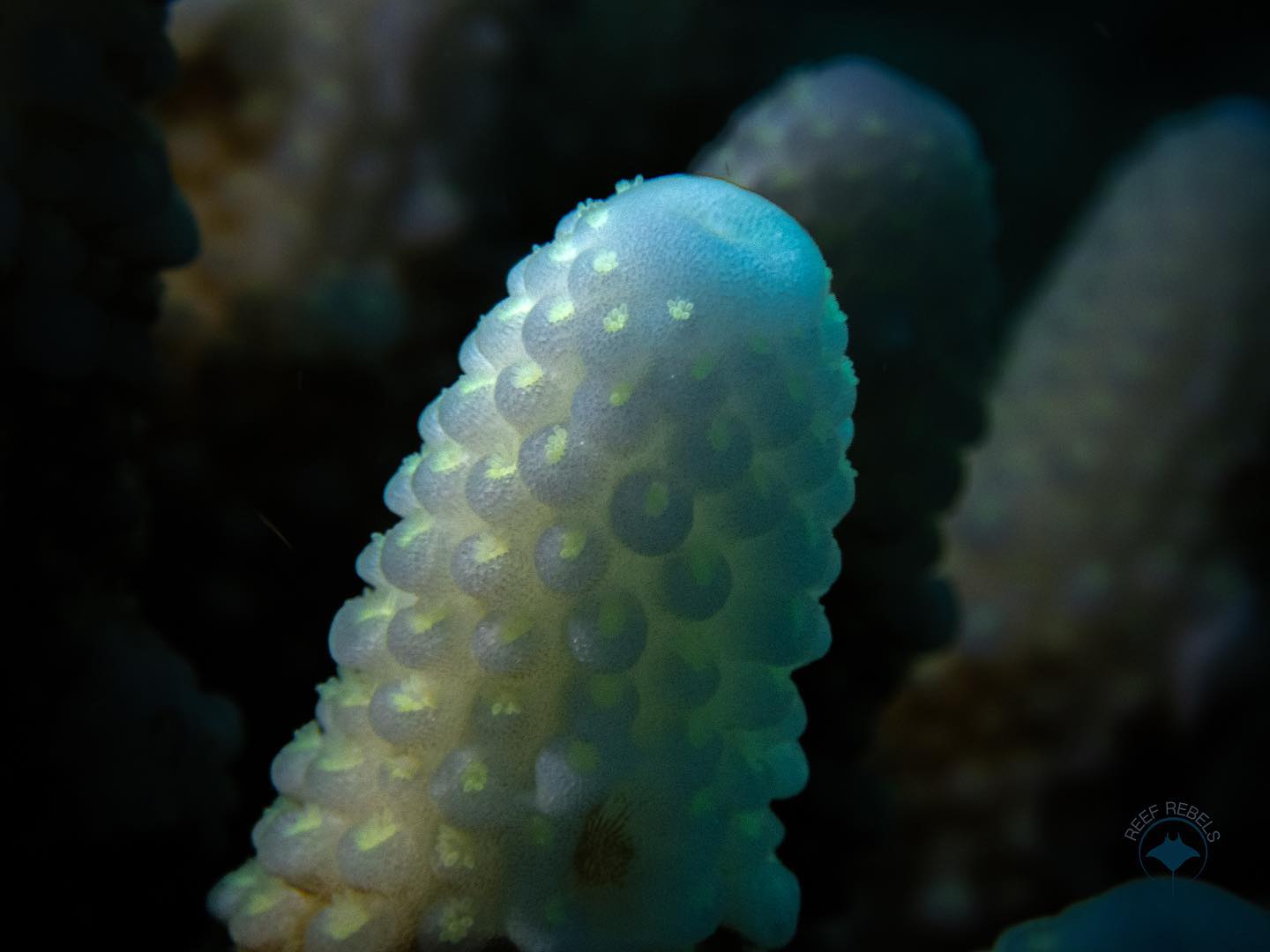 Reef Rebels - Close up on an Acropora digitate, can you... | Facebook