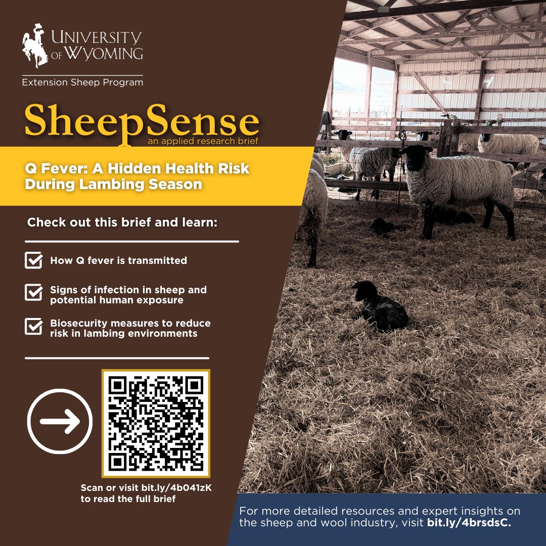 University - 🐑 New SheepSense Brief Alert! Q Fever: A Hidden Health ...