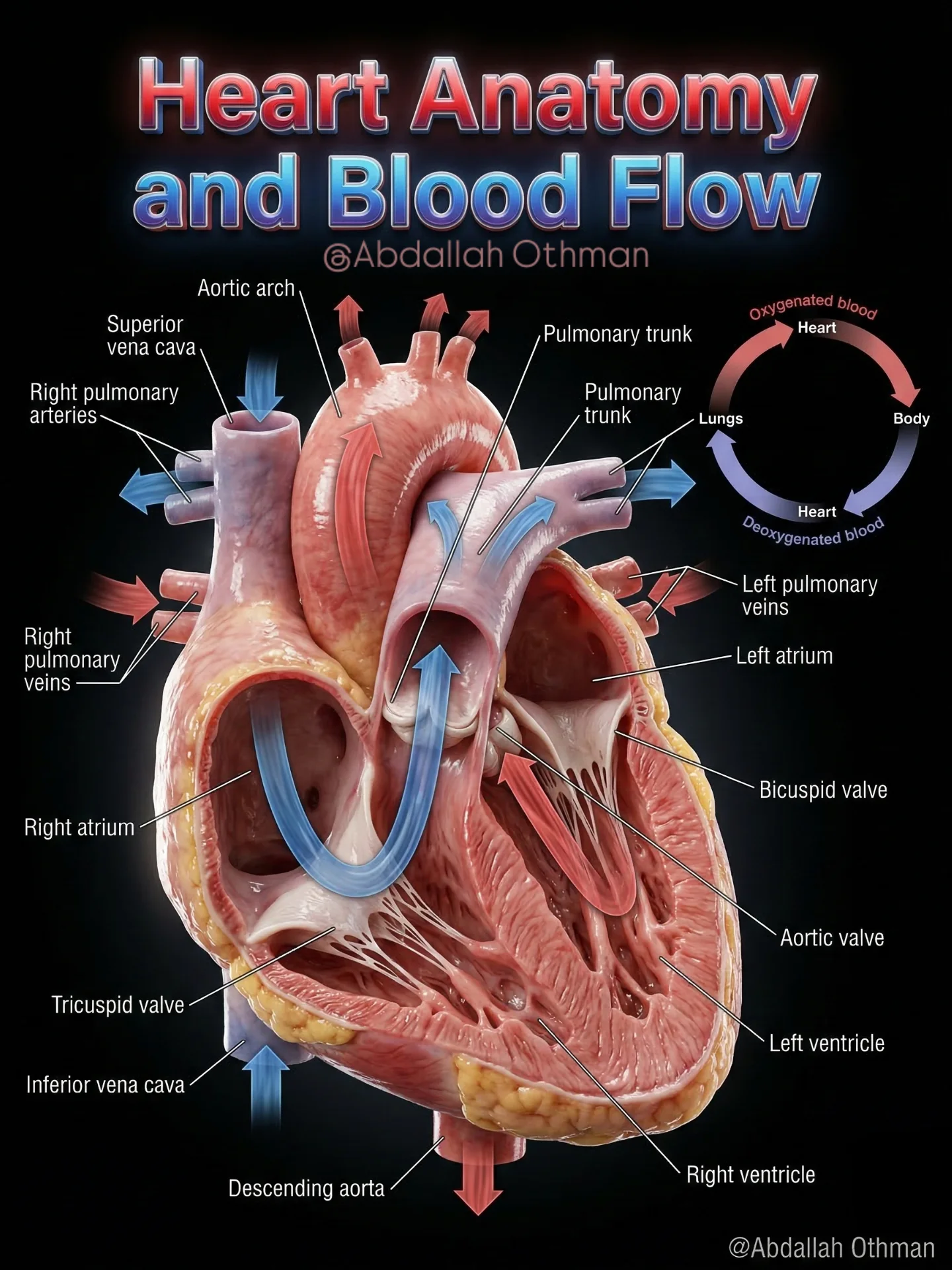 🫀 Blood Flow Through the Heart Here's the step-by-step journey: 1️⃣ Deoxygenated blood returns to the right atrium via the superior and inferior vena cava. 2️⃣ It passes through the tricuspid valve
