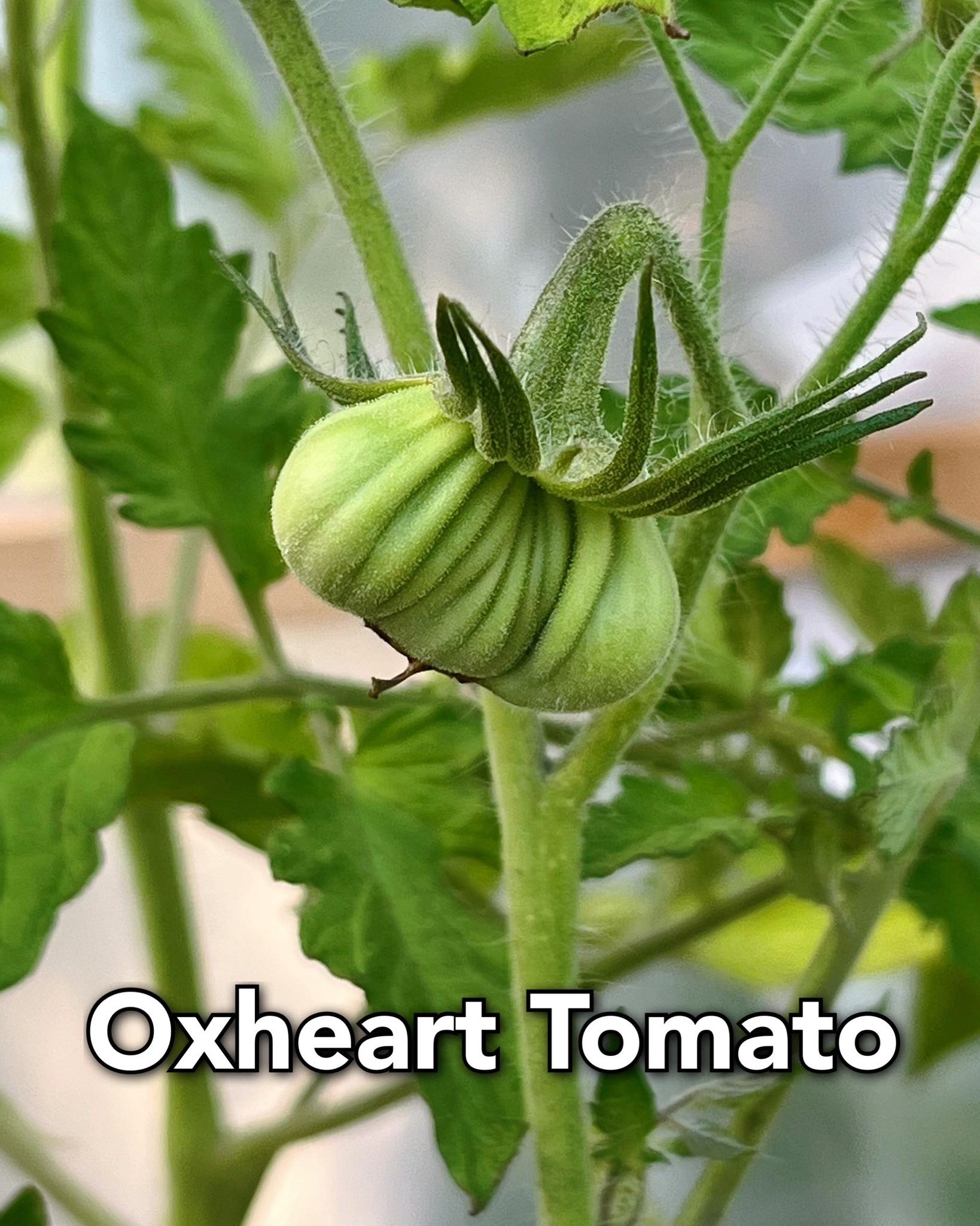 Northern Ontario Gardening Club | The Oxheart tomato is a classic ...