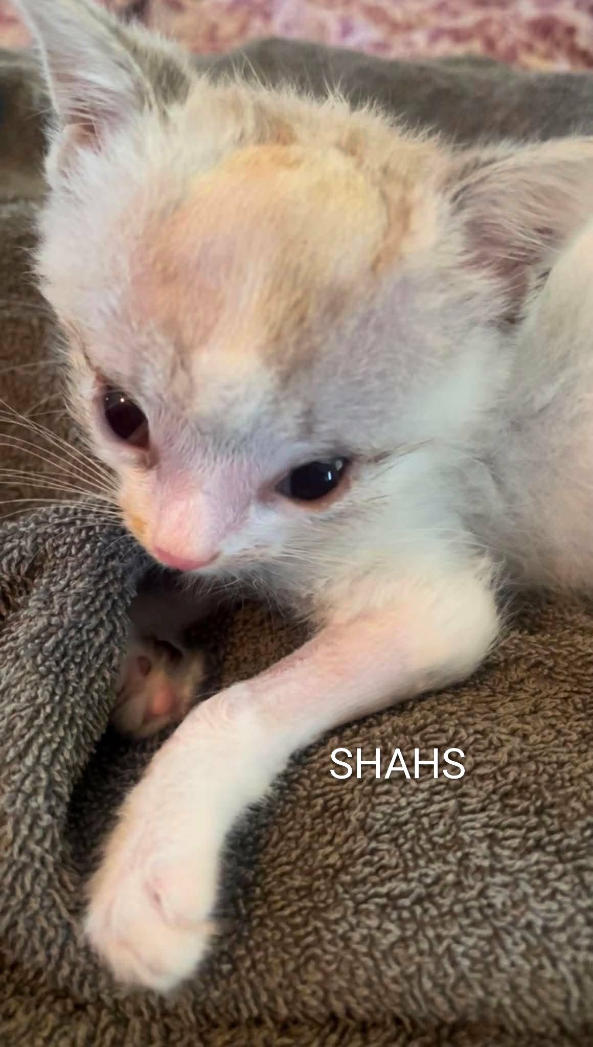 Looking for educational prints this kitten season? I've got you