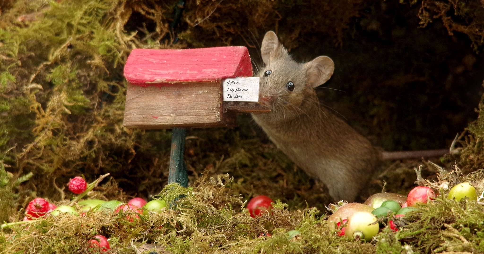 George the Mouse in... - George the Mouse in a log pile house