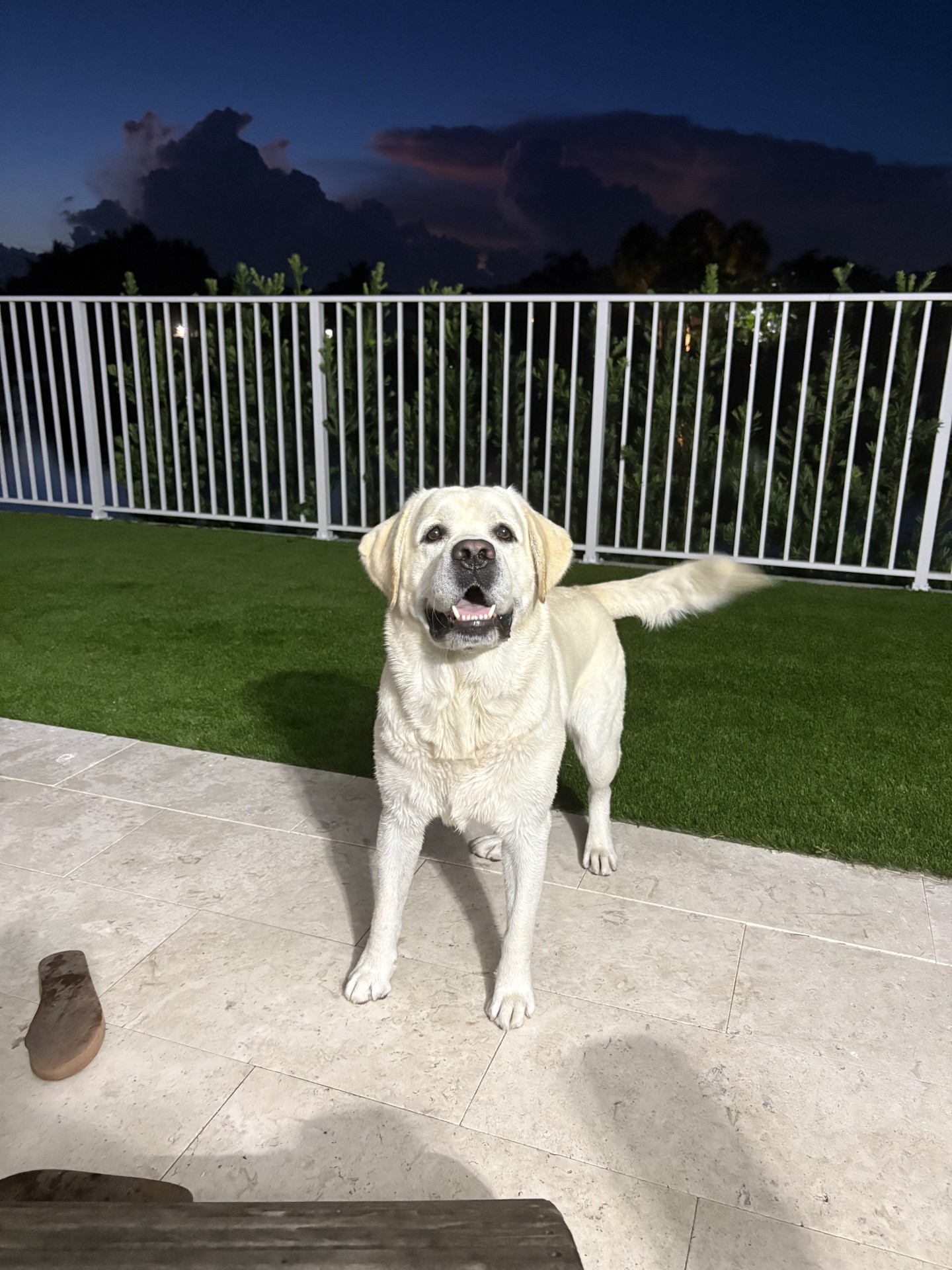He's an eyecatcher and... - T-Bar Country Labrador Retrievers | Facebook