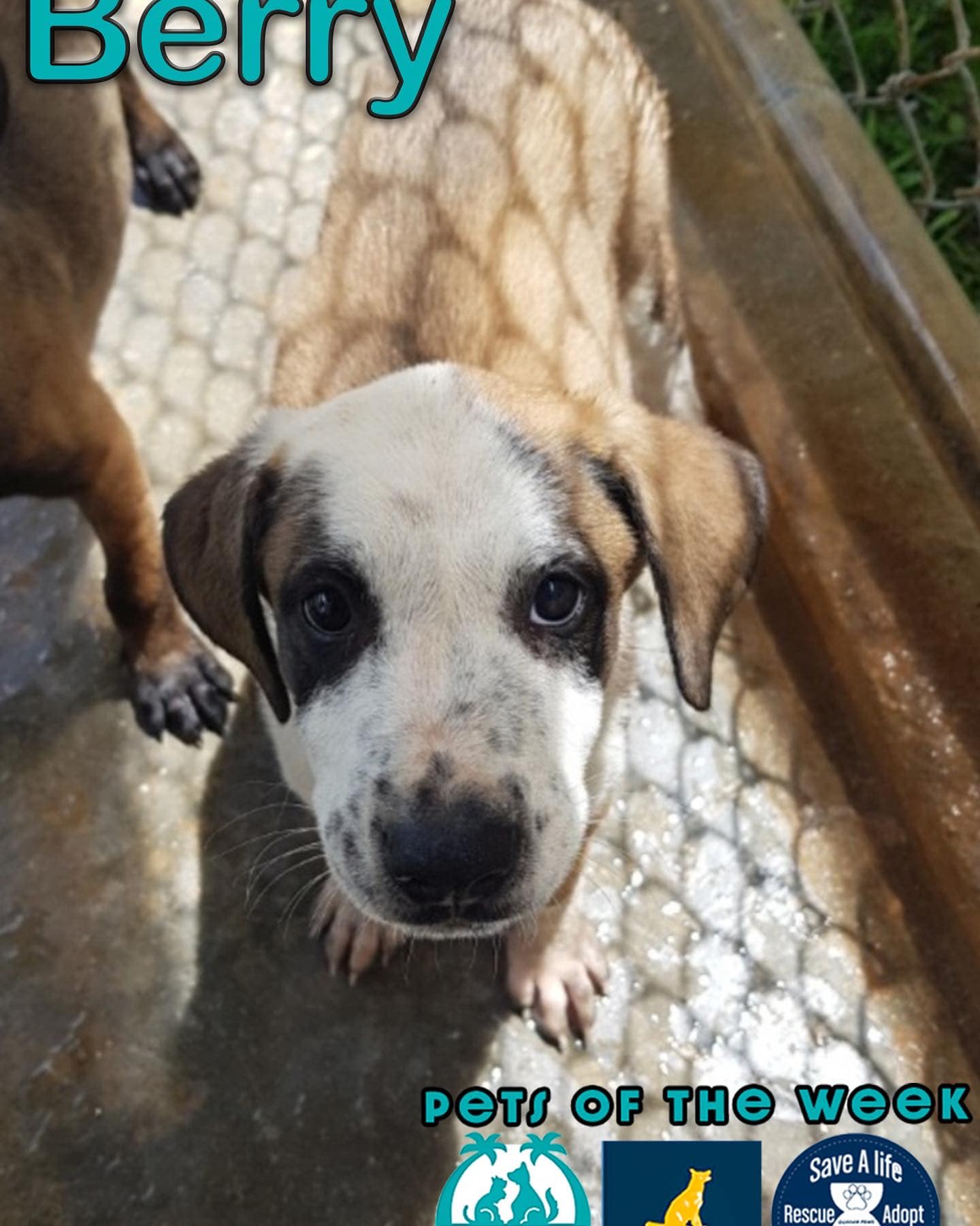 Kandit News Group - BERRY: (tricolor puppy) Hi! I’m Berry. I am a ...