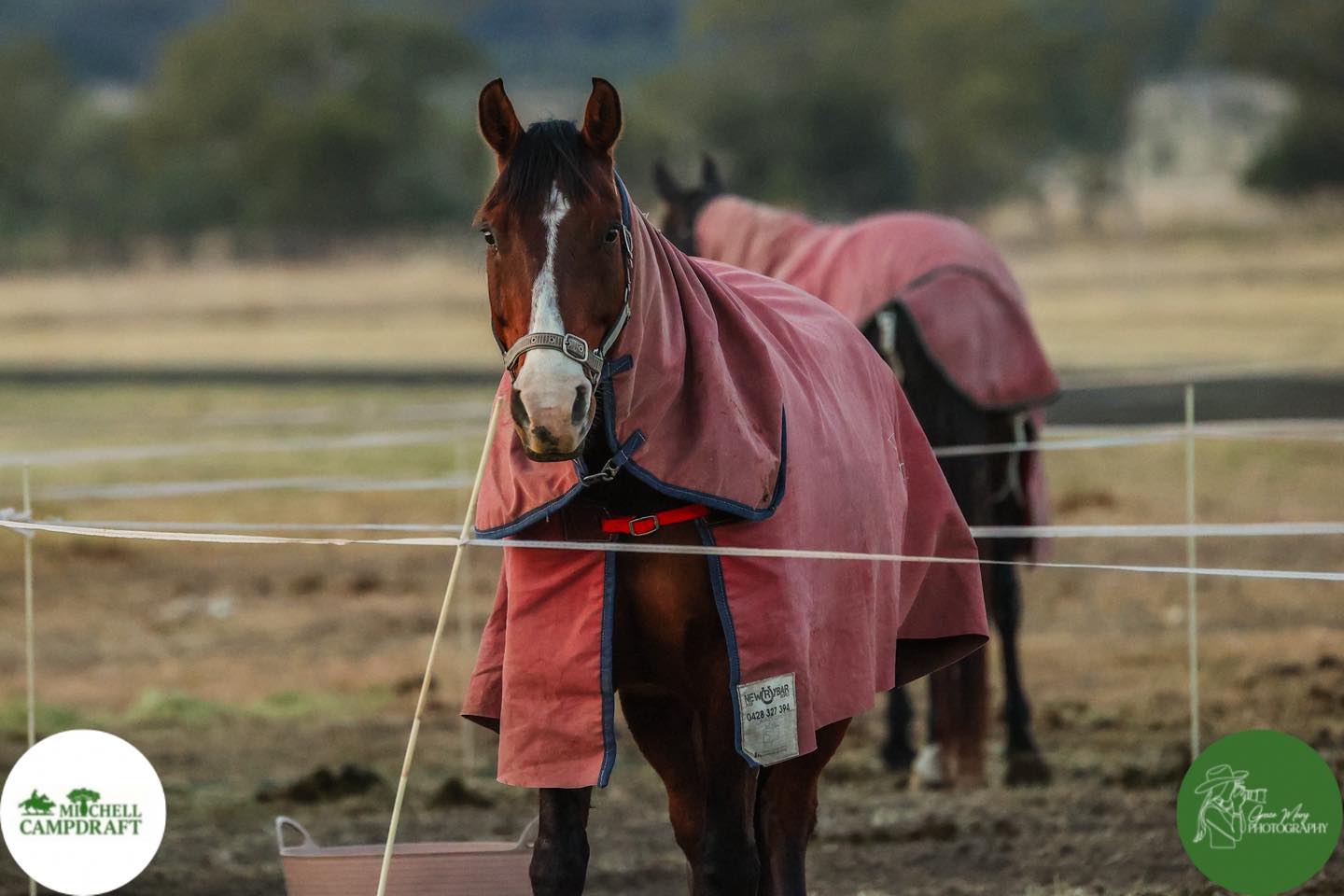 Mitchell Campdraft Association | Mitchell QLD