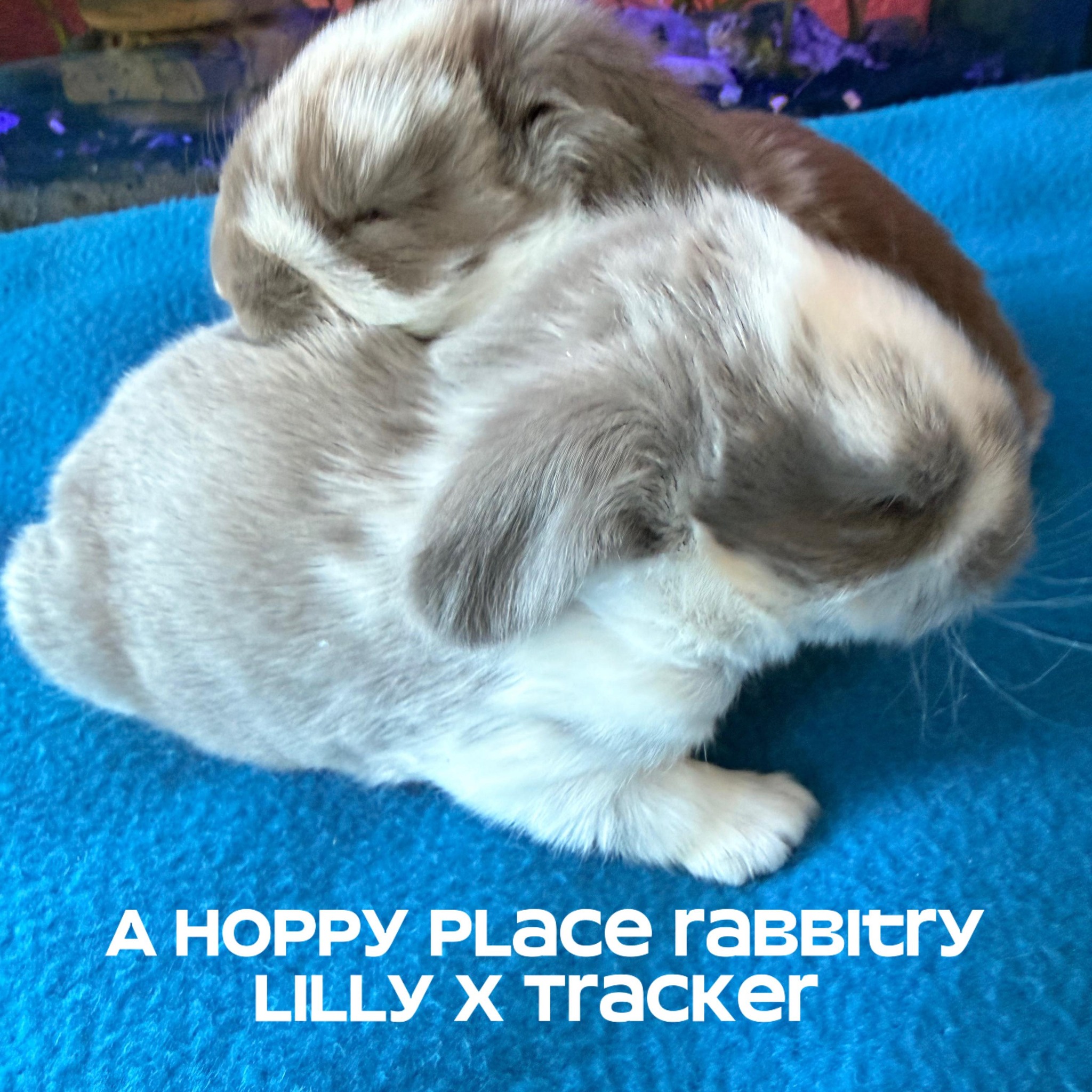2 litters of Holland lops kindled Christmas eve! Will post videos of ...
